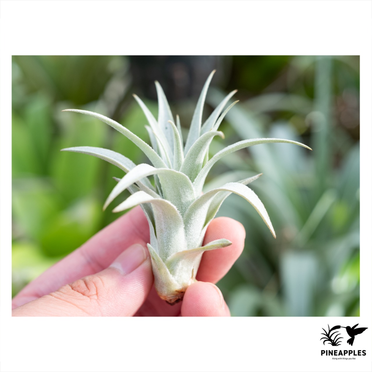 Tillandsia chapeuensis (肉厚幅広特撰） Brazil. 2018 - 2