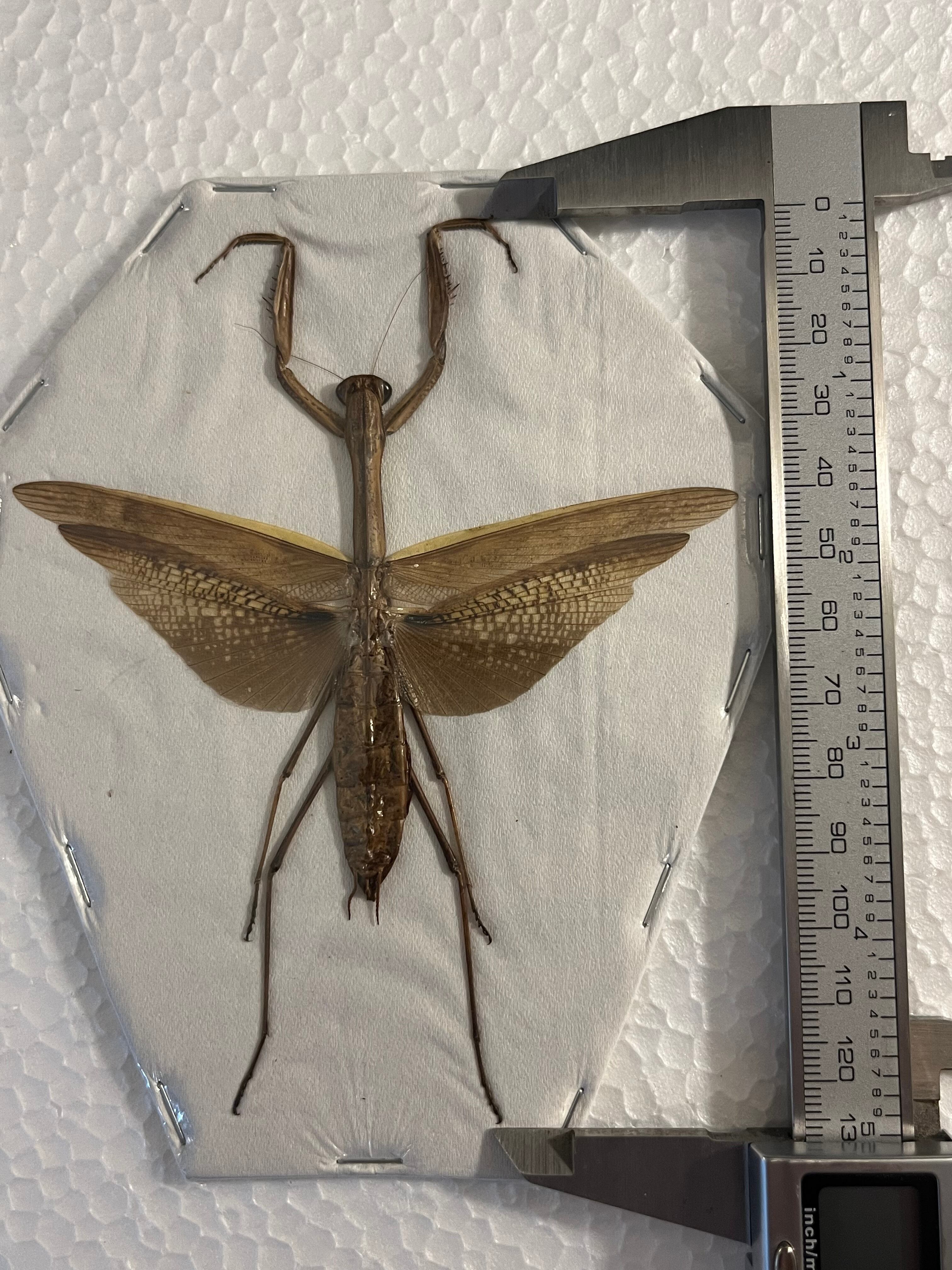 極美展足】アゴコロギス ダイオウクロギリス オーストラリア 直翅類