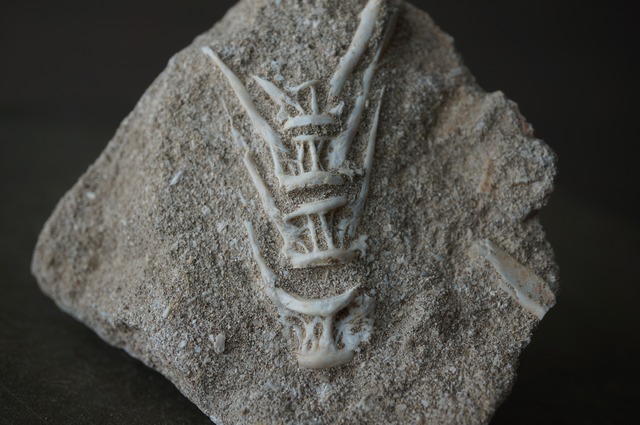モロッコ産エンコドゥス脊椎化石 Enchodus sp.2429