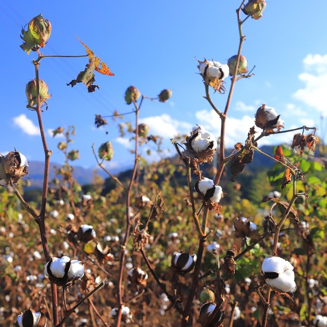 雨天中止【2023年11月11日開催】いといがわコットンプロジェクト：綿花の畑でコットンを収穫しよう♪