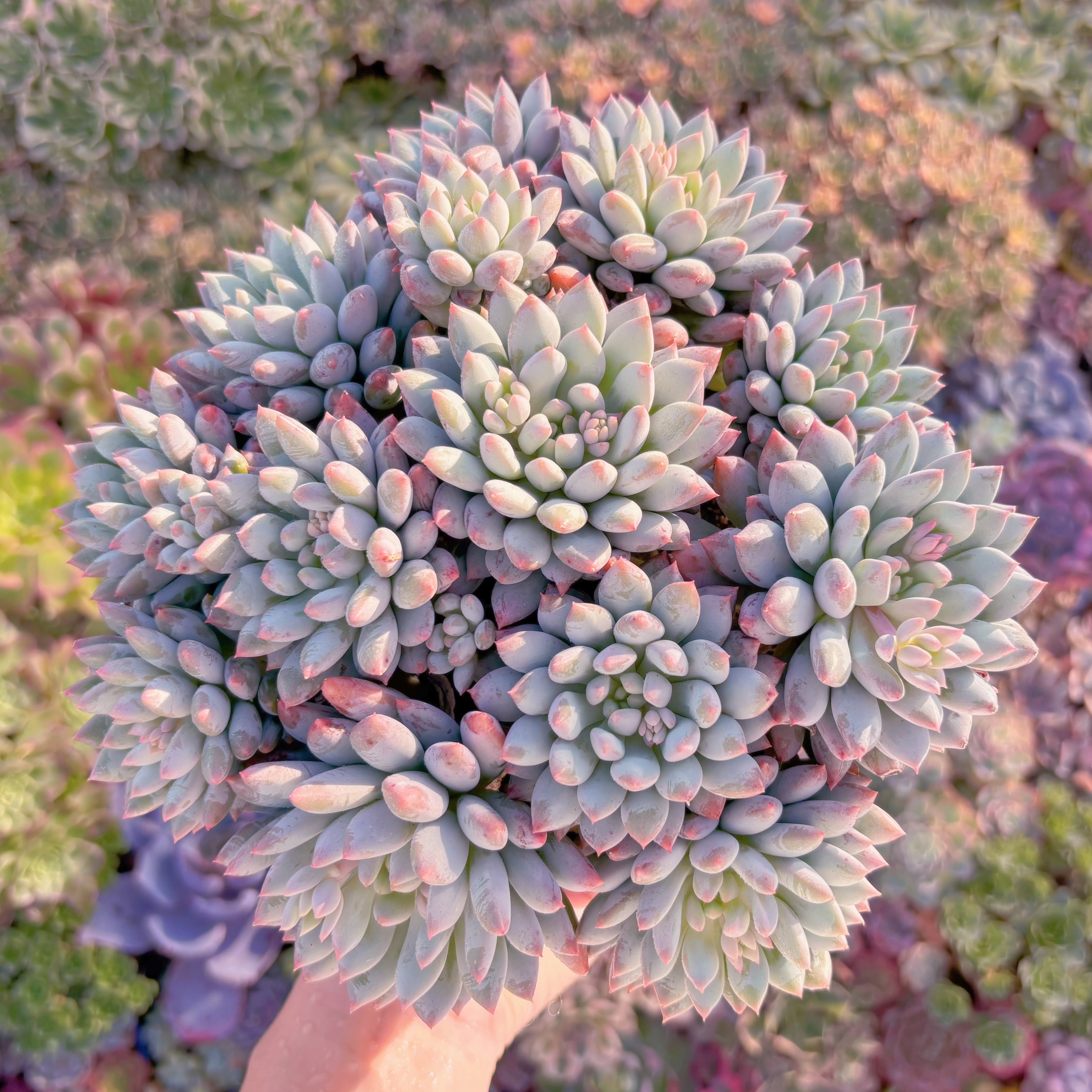 現品　新品種　氷心美人#A099　特特大群生　在庫僅少　新入荷　るる農園