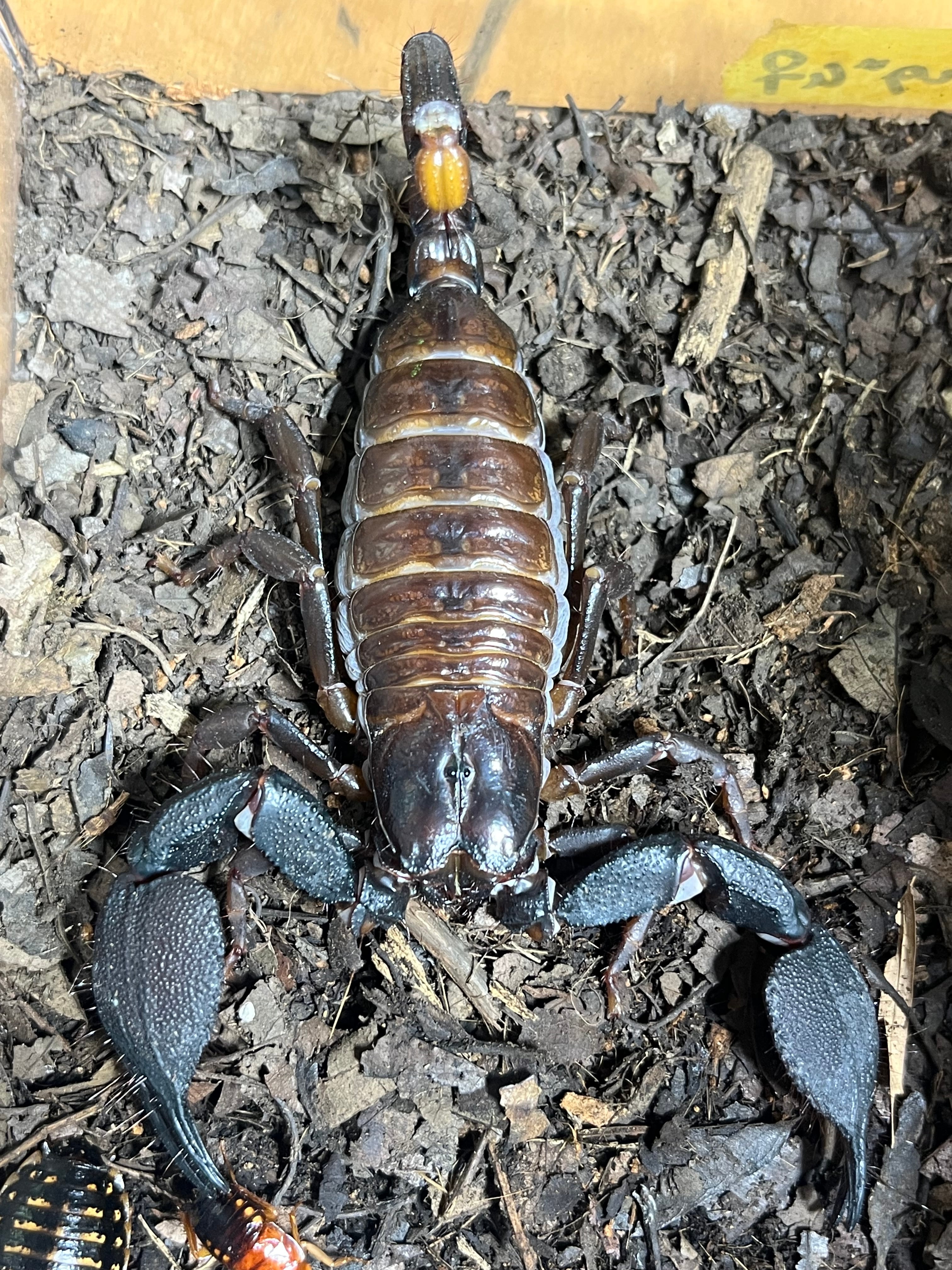 LAST♀】蠍最大種のスワンメルダムオオハカリサソリ Gigantometrus 蠍