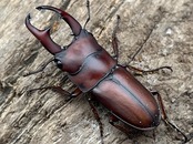 《アキソプシスコクワガタ 30mm ペア》ブリーダー様委託個体