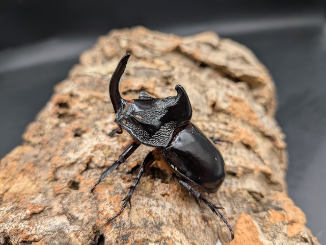 シムソンメンガタ　♂53ｍｍ♀40ｍｍ　