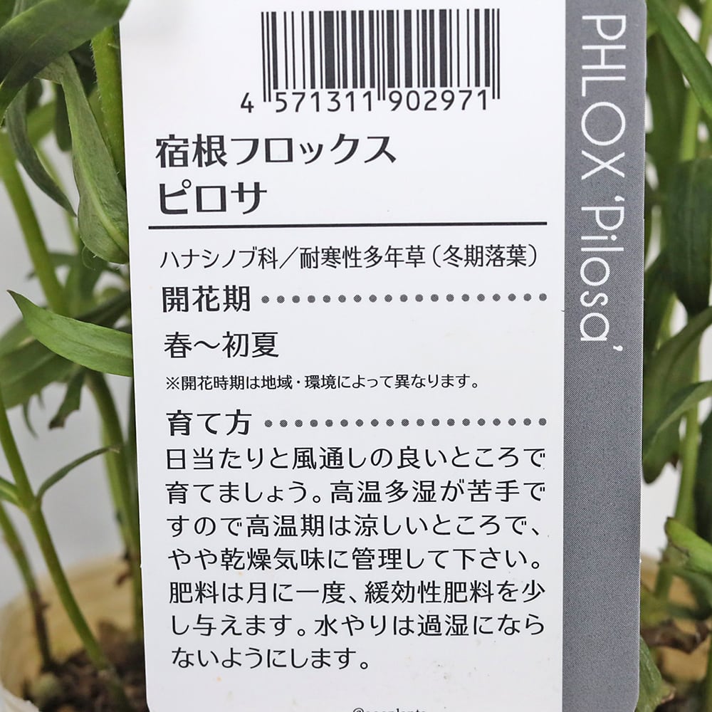 値引きセール 花苗 宿根草 フロックス ピロサ 3.5号 耐寒性 多年草
