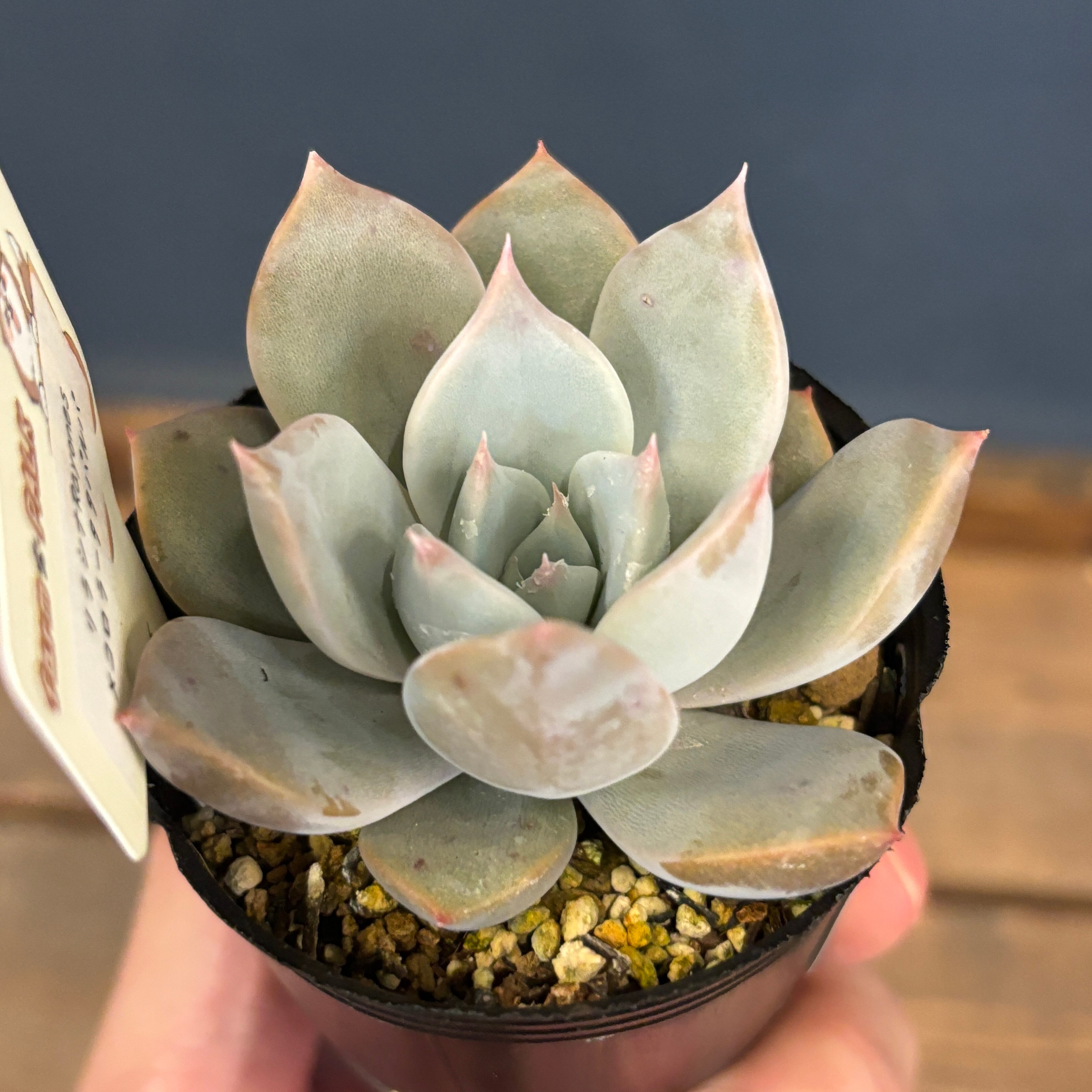 farmPALKさん苗 エケベリア リラシナRayones × コロラータタパルパ