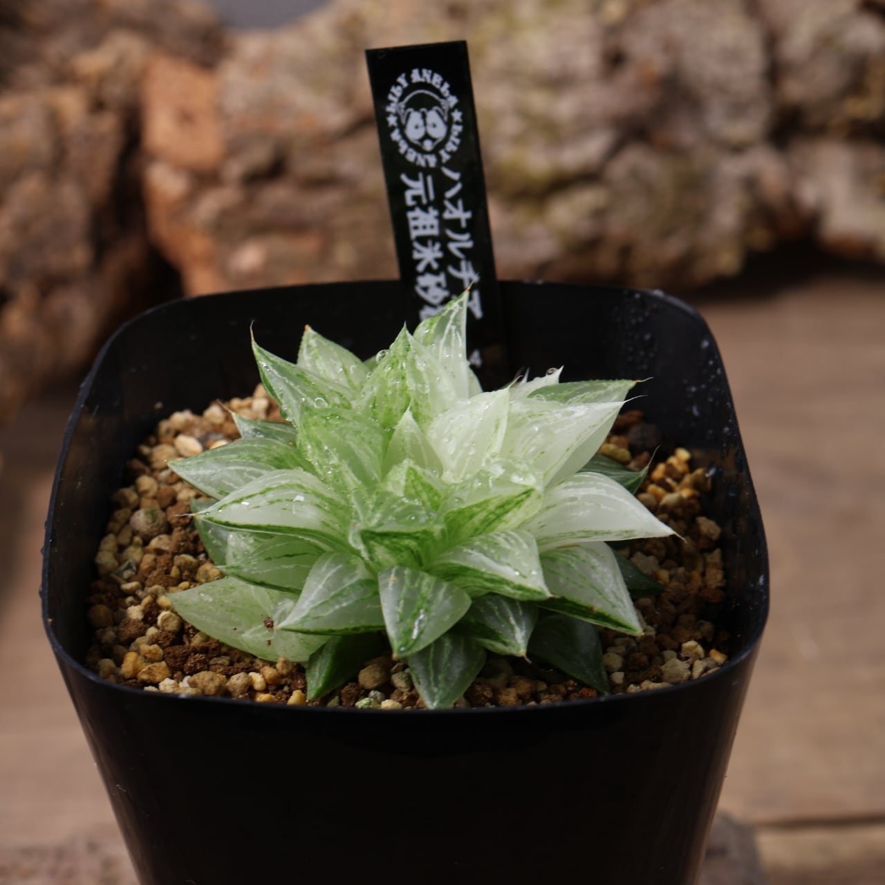 705『ハオルチア 旧氷砂糖』 観葉植物【送料無料】 | MARX PLANTS