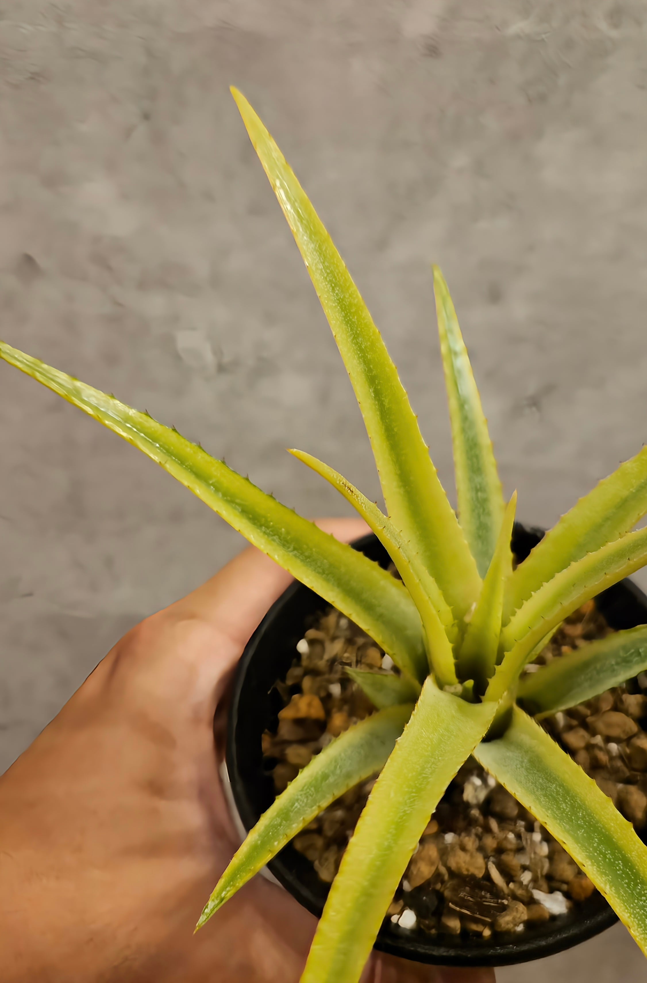 Aechmea recurvata Aztec【artPLANTs】エクメア/タンクブロメリア