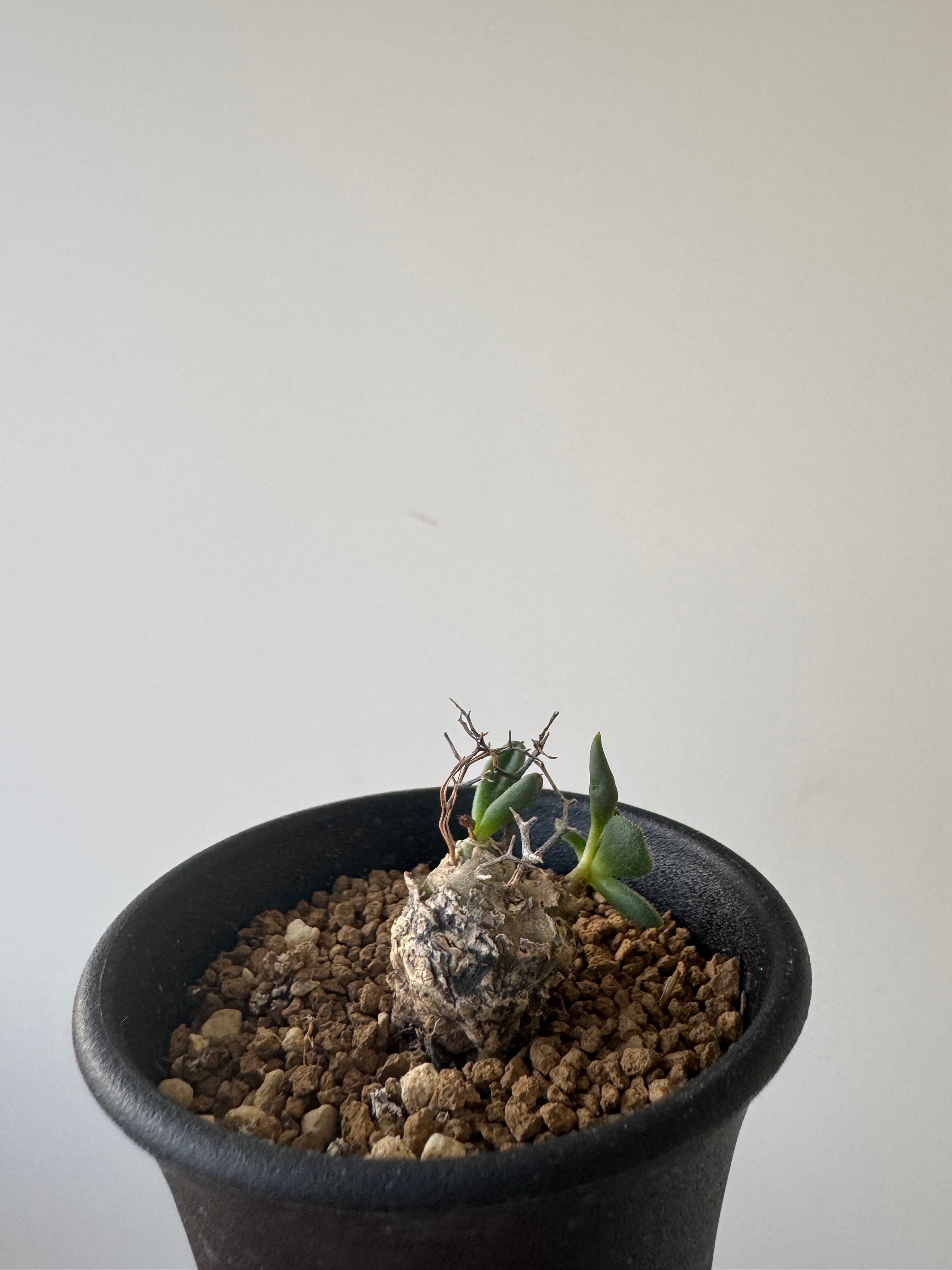 【新着】Tylecodon reticulatus 万物想【可愛い国内実生】チレコドン レティキュラーツス