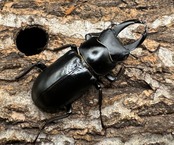 【WD】《ブラナウンコクワ 福貢県産 46mm ♂♀♀トリオ》