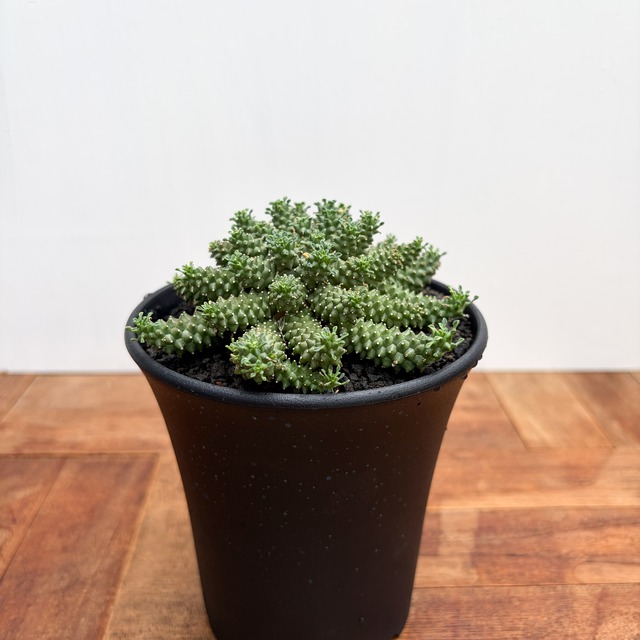 Euphorbia atroviridis【ユーフォルビア・アトロビリディス】