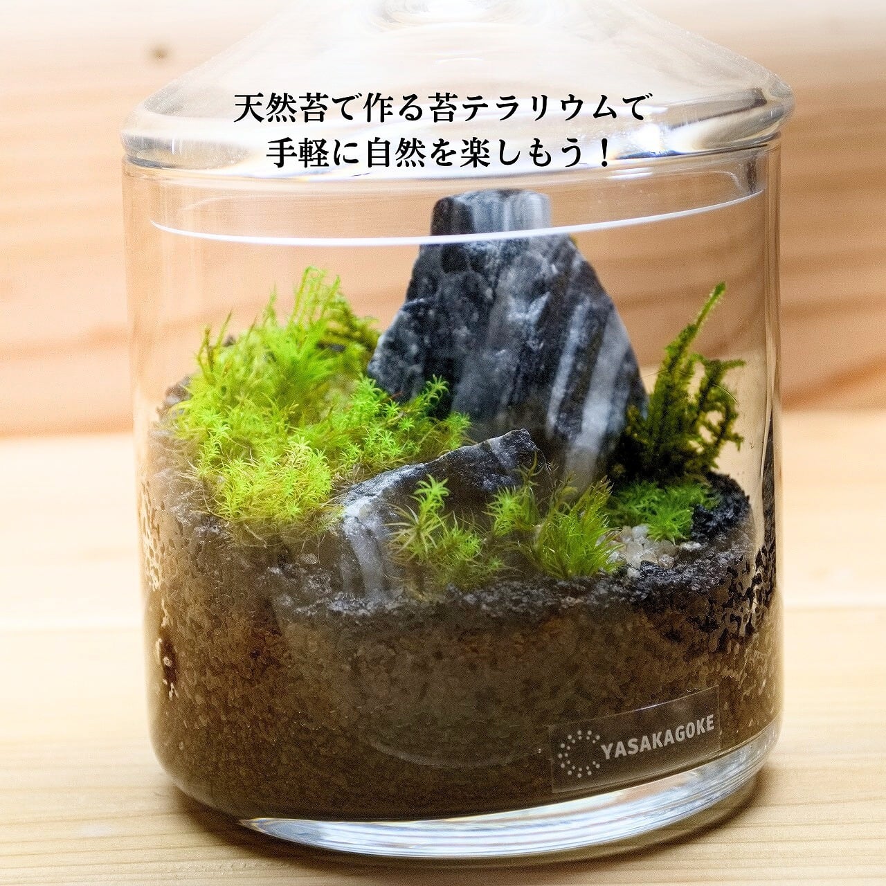 鮮やかな緑！ 癒しのカモジゴケ （ 苔テラリウム 素材 ) | 弥栄苔 本店