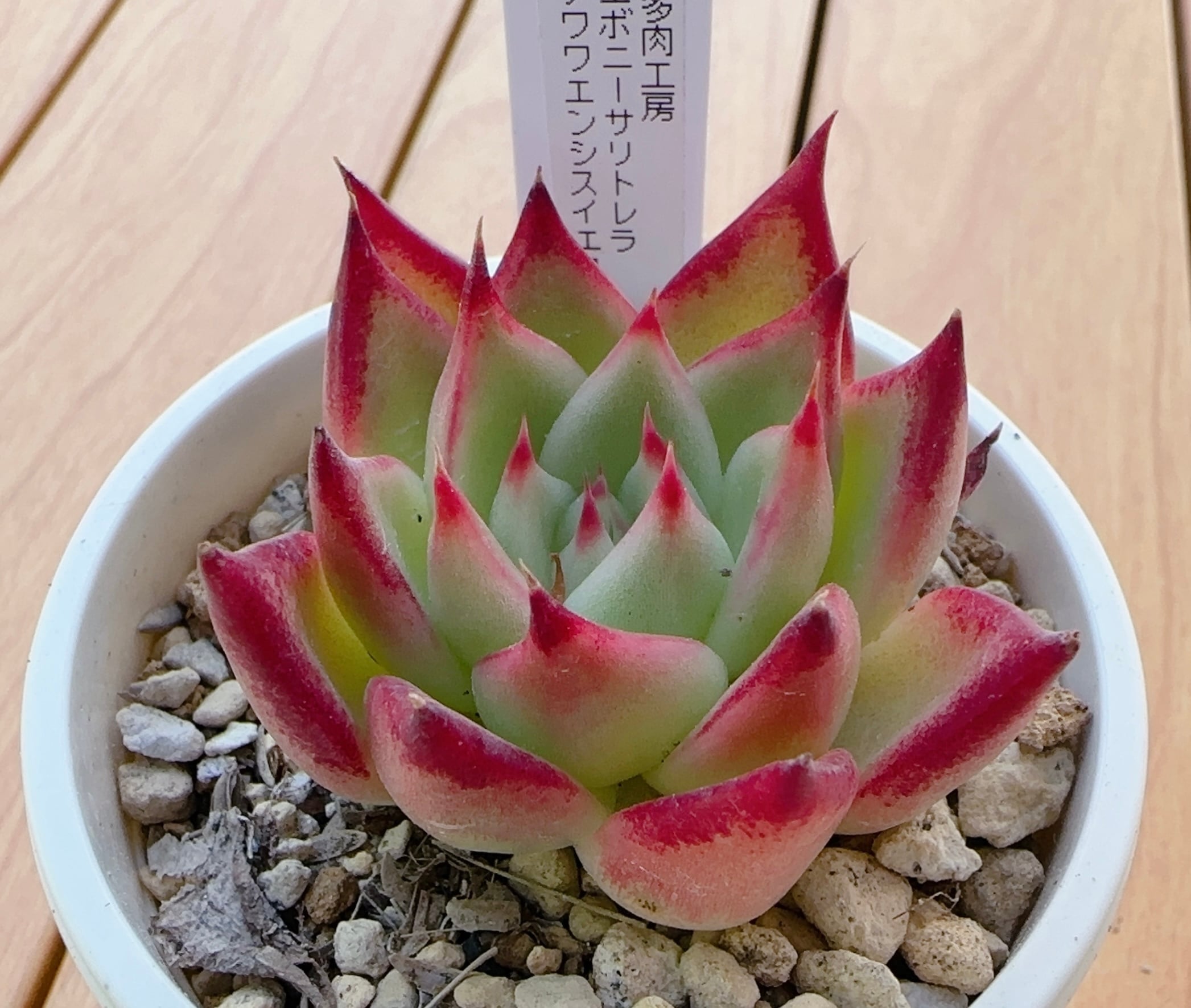 寄せ植え苗ランダム10個セット | 倉敷多肉工房