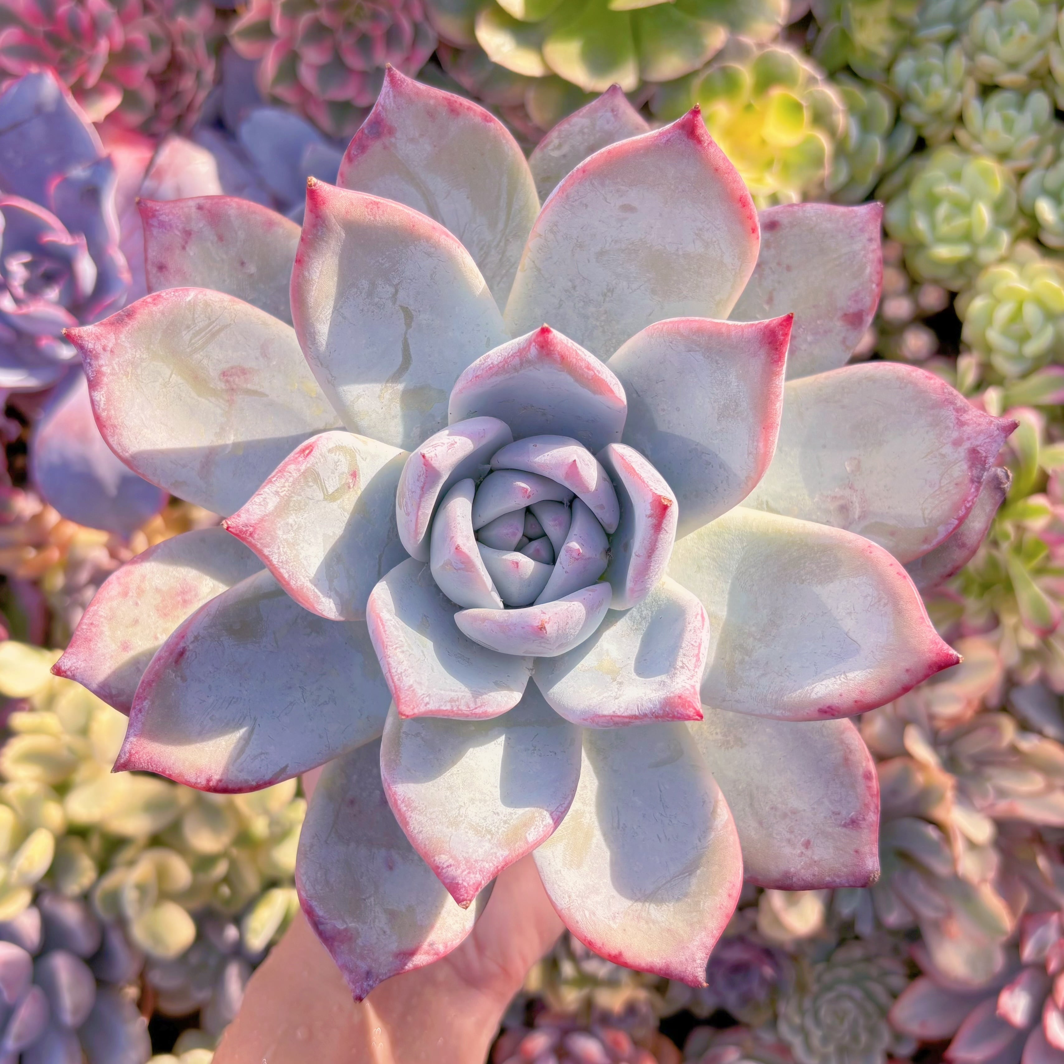 現品　ダイヤモンドコロラータ#526　特大苗　在庫僅少　るる農園