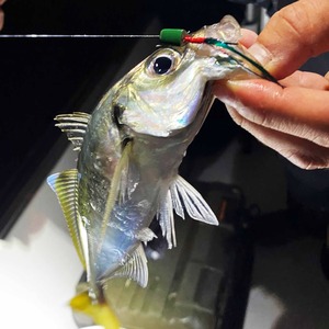 【B級品】Yoshitaro モデル	(伝承毛針)	ネムリセイゴ針　ランダム１０本入り