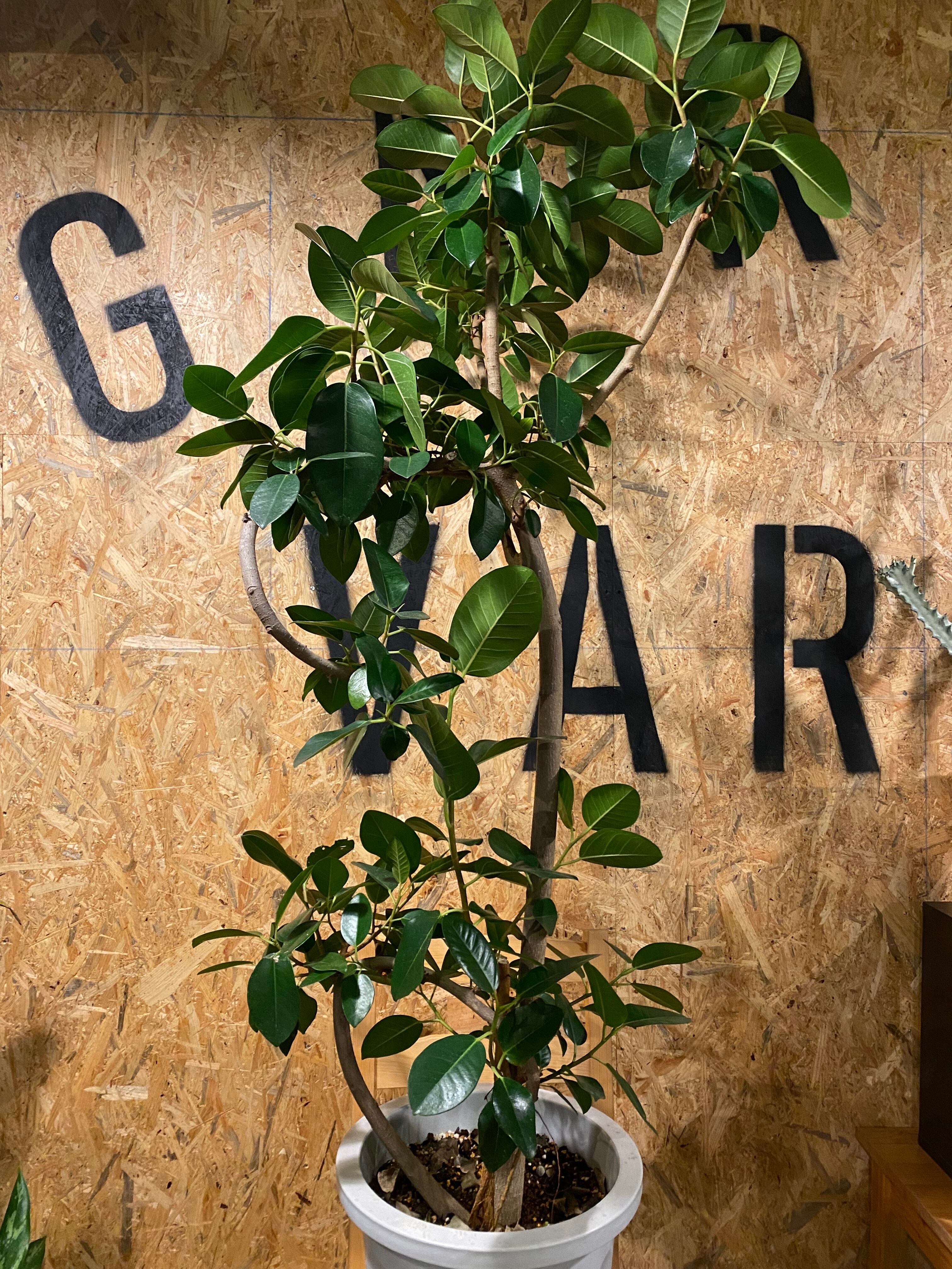 フランスゴム 大型 H158cm W50cm 口径約 27cm | Garden Varejo