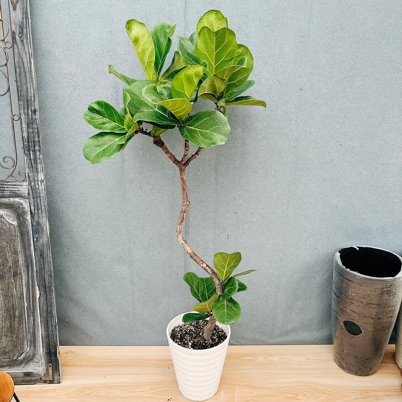 現品］A カシワバゴムノキ フィカス リラータ 曲がり 7号 観葉植物