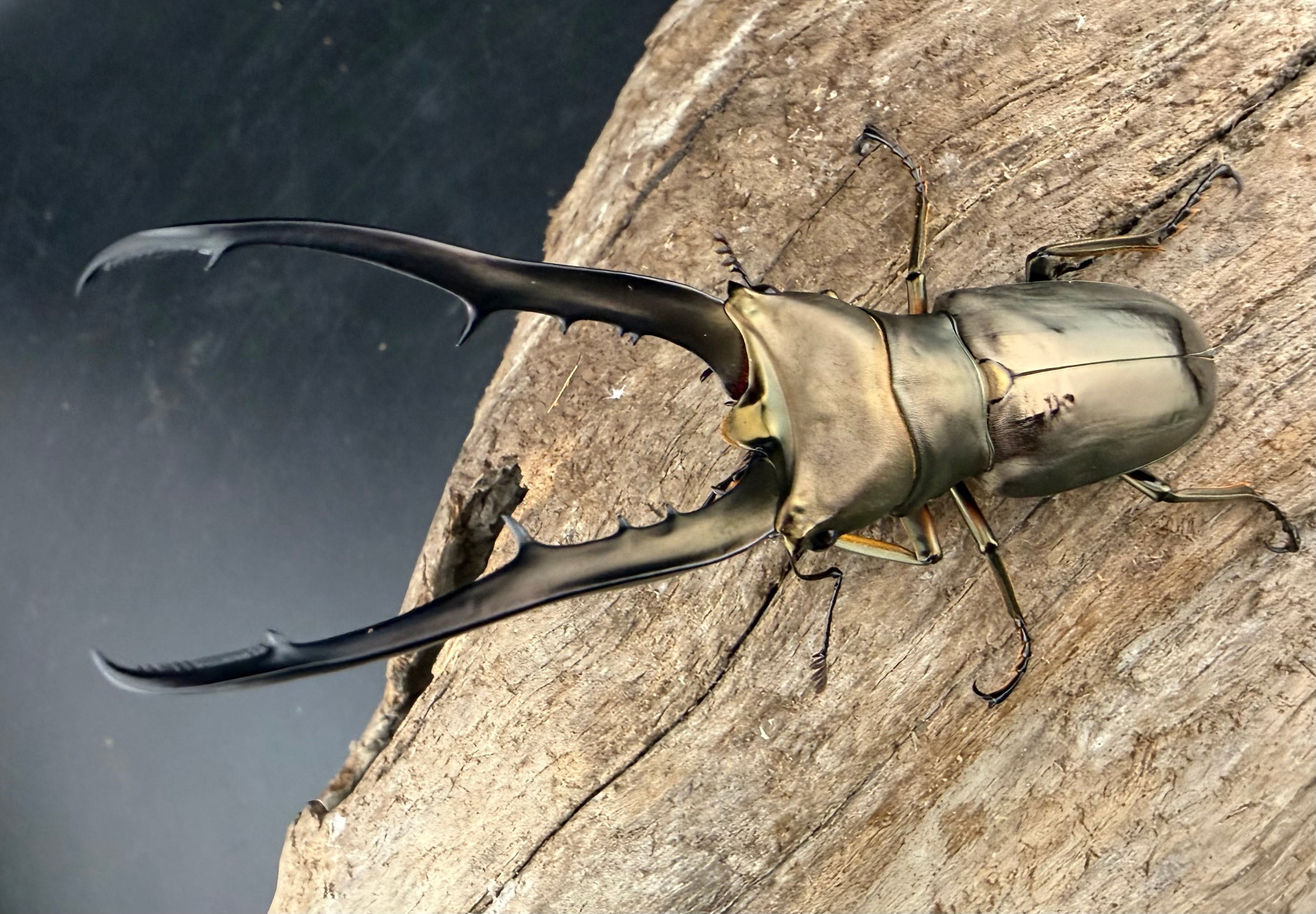 メタリフェルホソアカ亜種イソガイ 73.5mm ペア》 | KPW公式オンライン