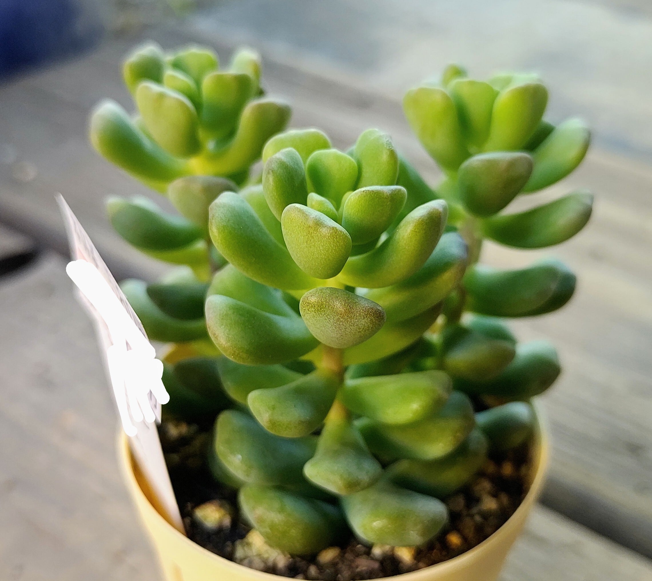 ワンダワンダー | RuPo 多肉植物専門店