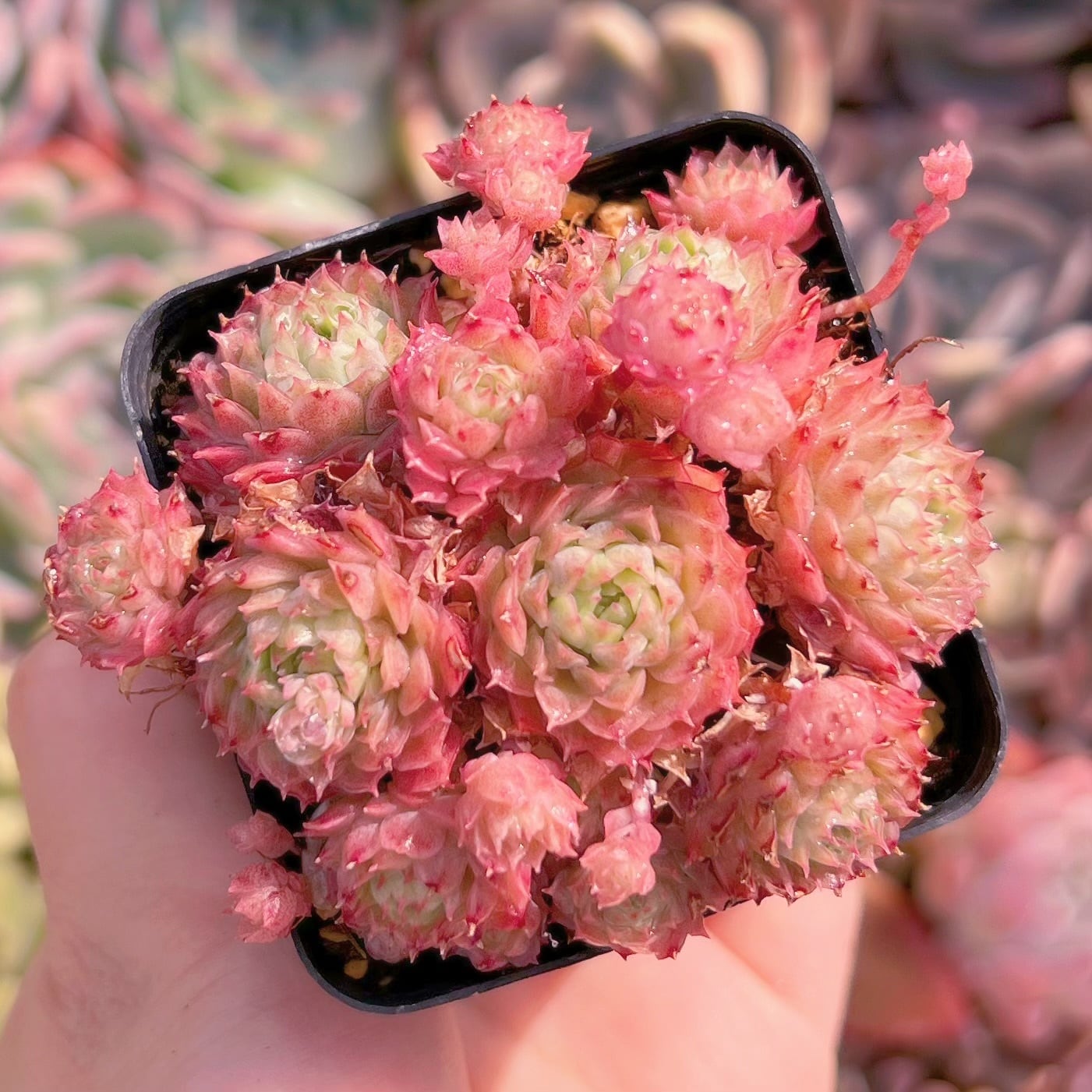 現品　リトルレッドボート#1153　群生　るる農園