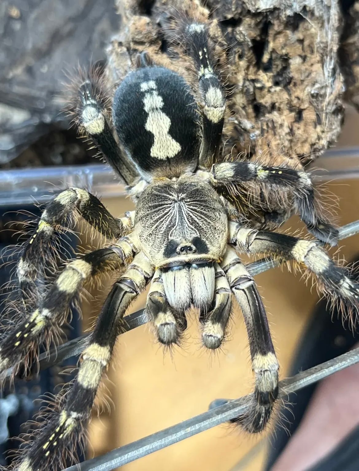 アイボリーオーナメンタルタランチュラ Poecilotheria subfusca