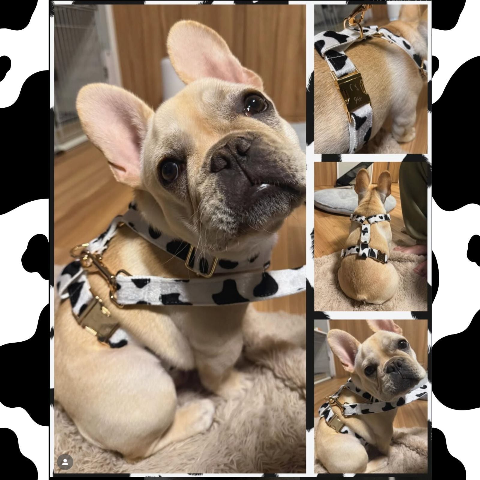 ベルベット×牛柄】迷子札付犬のサイドバックルハーネスと選べるリード