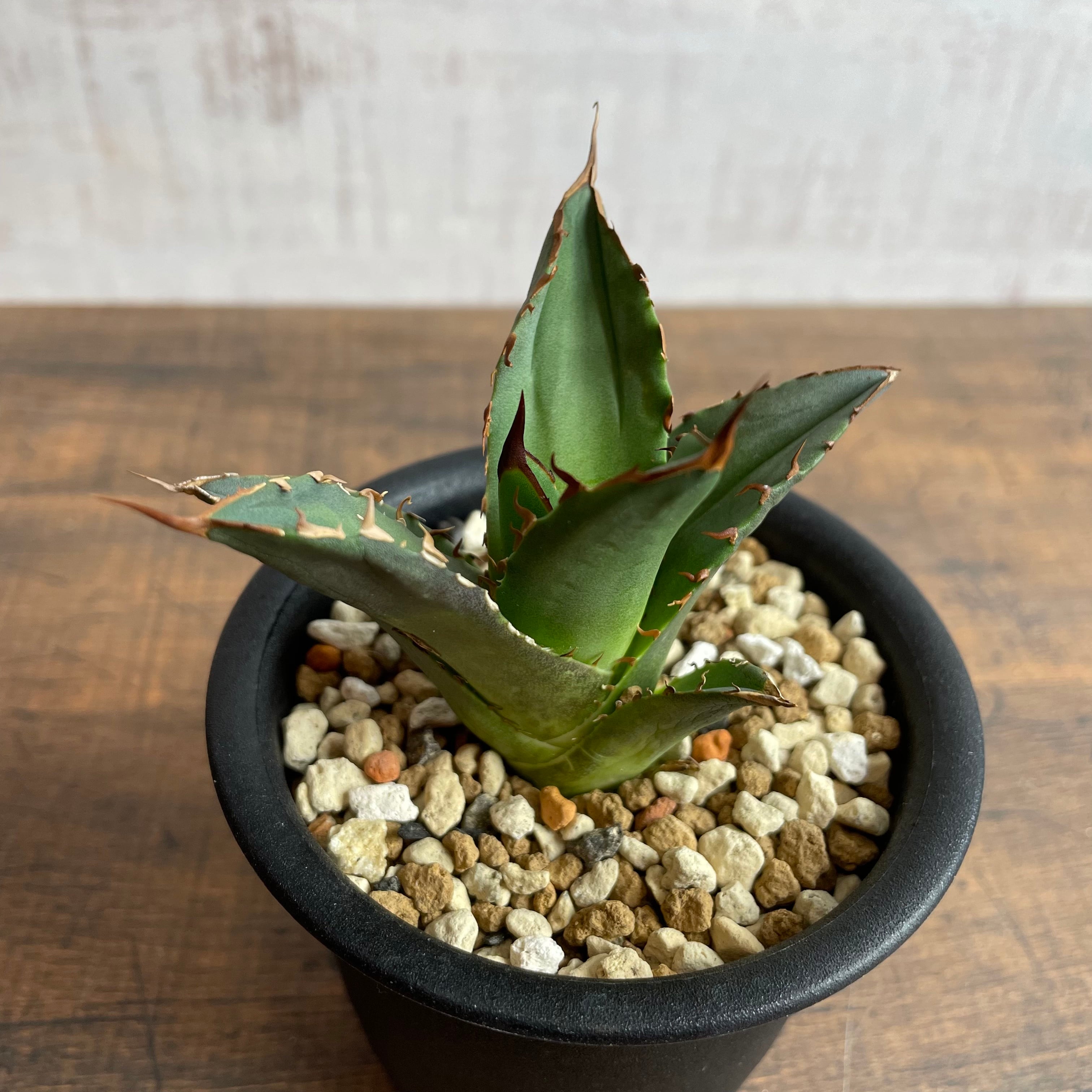 Agave titanota 子株 / 3号 /アガベ チタノタ ※発根済② | THE SPIKY ...