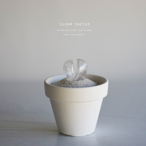 clear cactus 022