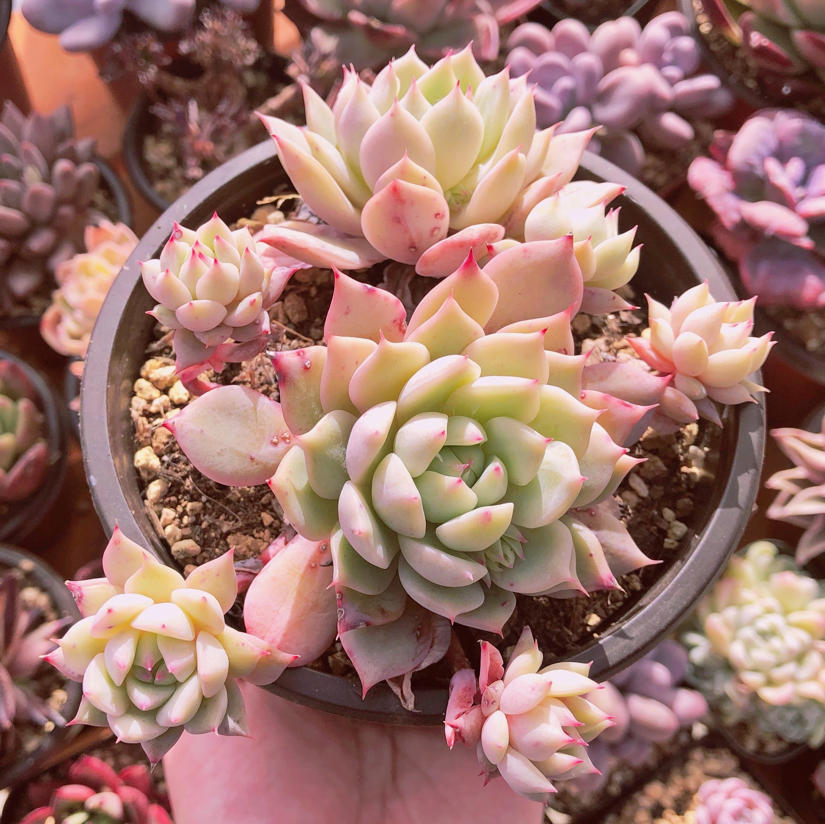 多肉植物 ティッピー 大群生 抜き苗 | るる農園~多肉植物専門