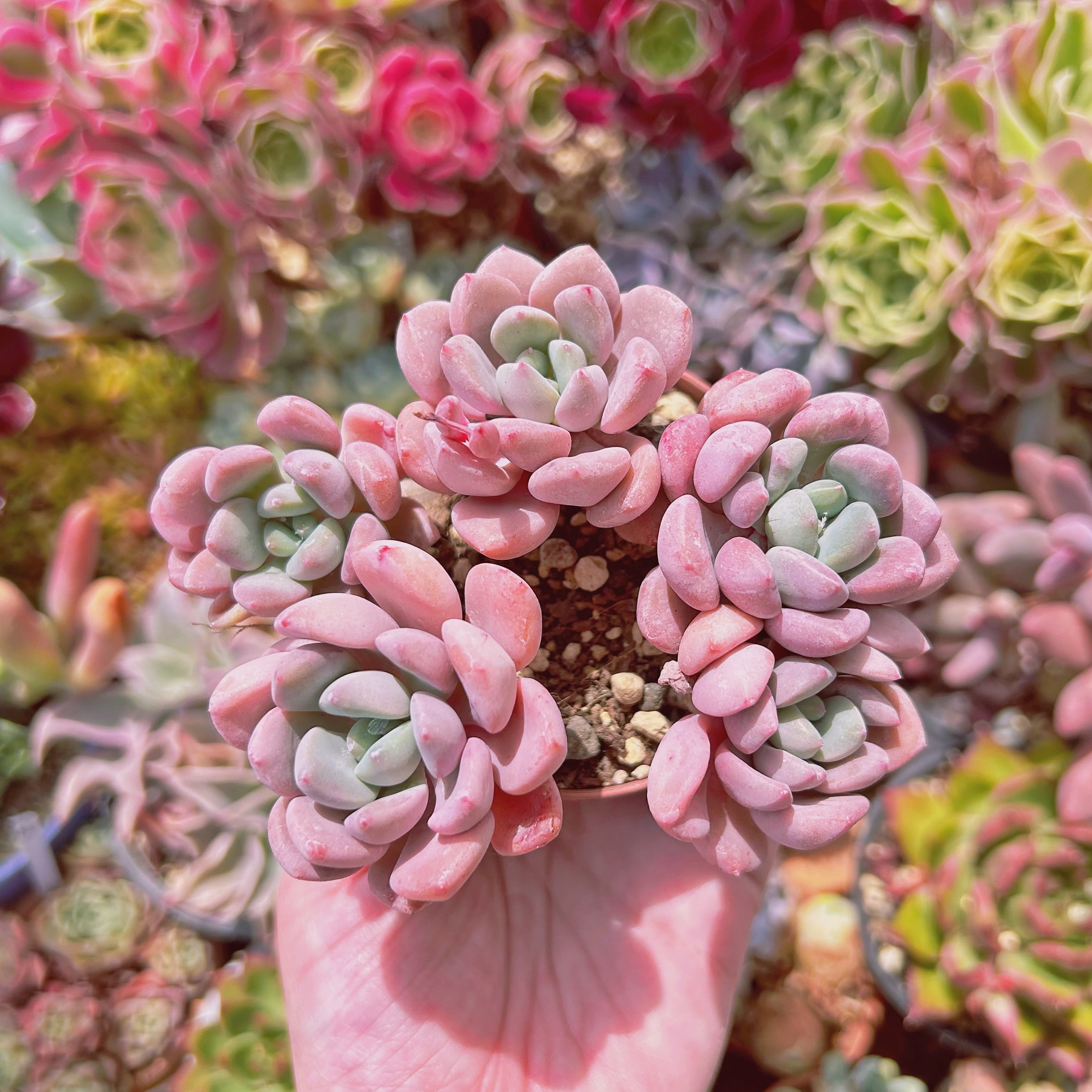 #2223現物　多肉植物　白鷺　抜き苗