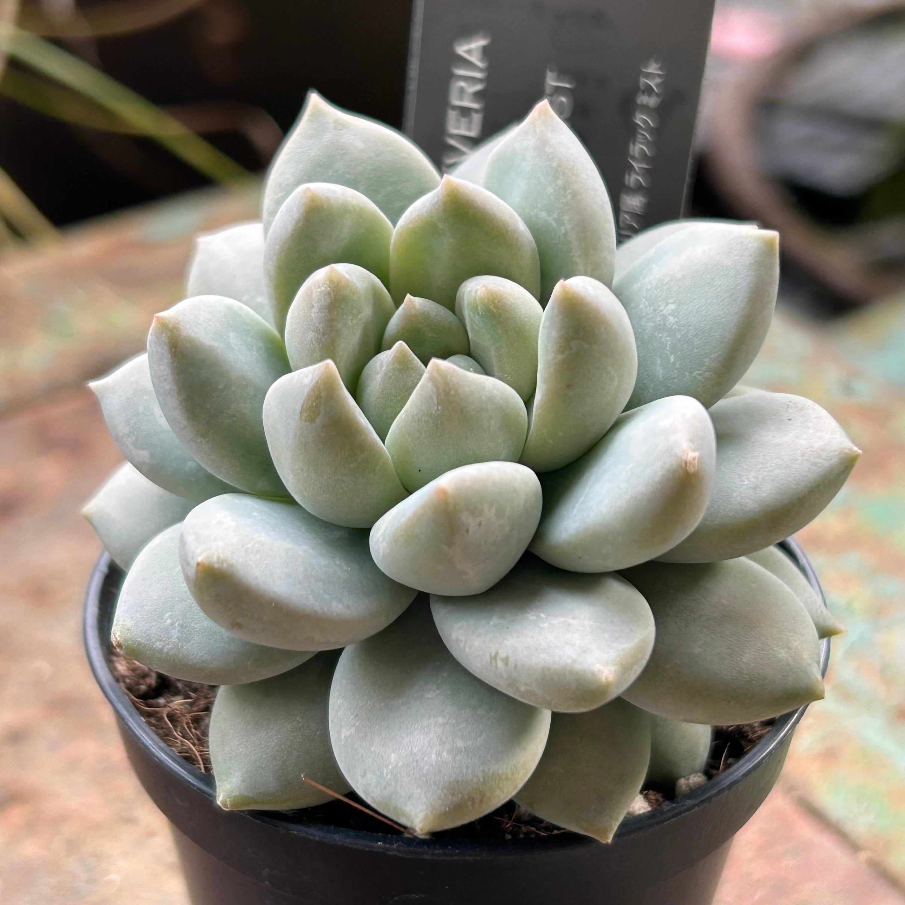 ライラックミスト | RuPo 多肉植物専門店