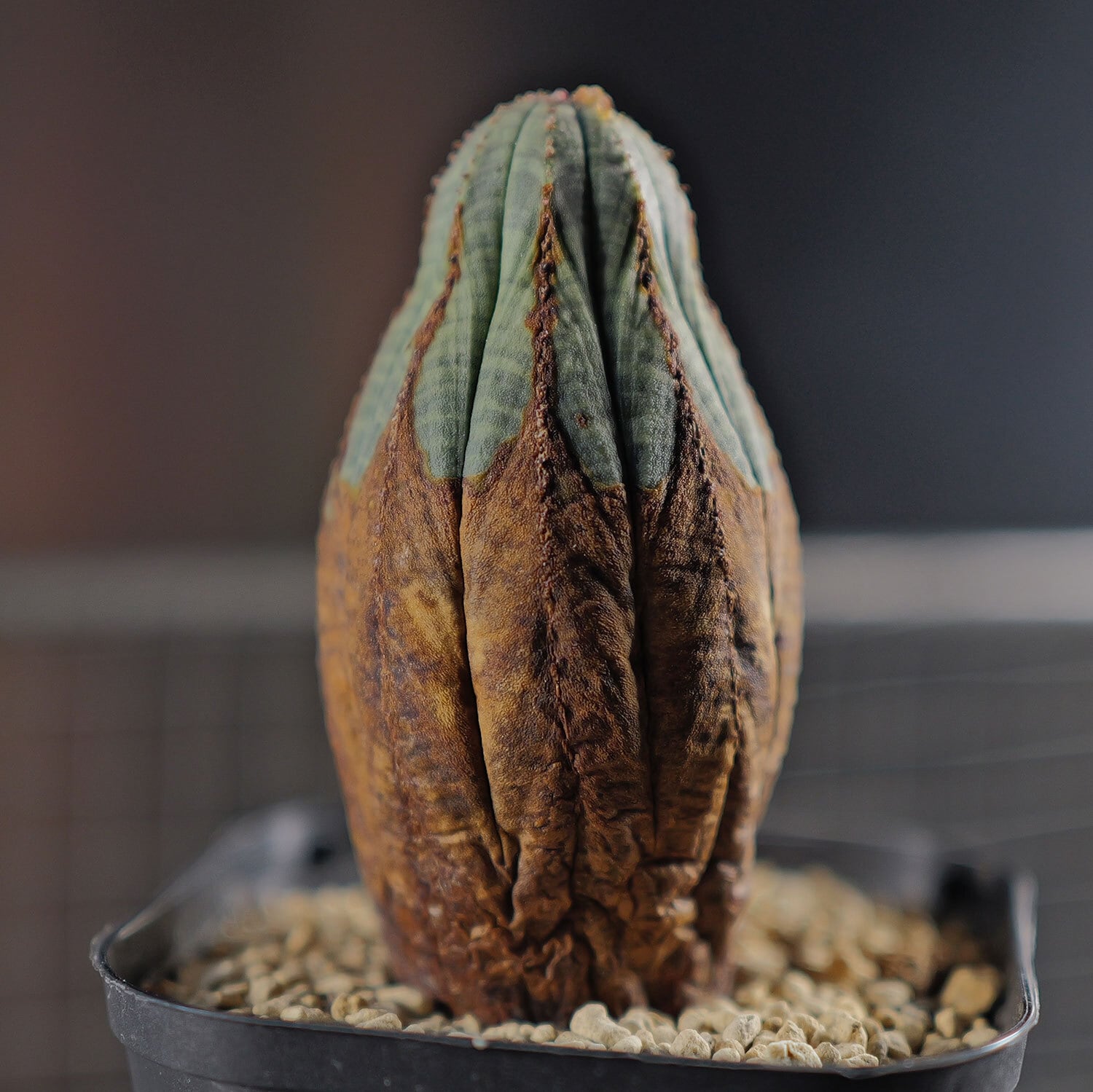 オス株 美模様 木質化 マイクロ マウンテン オベサ / ユーフォルビア