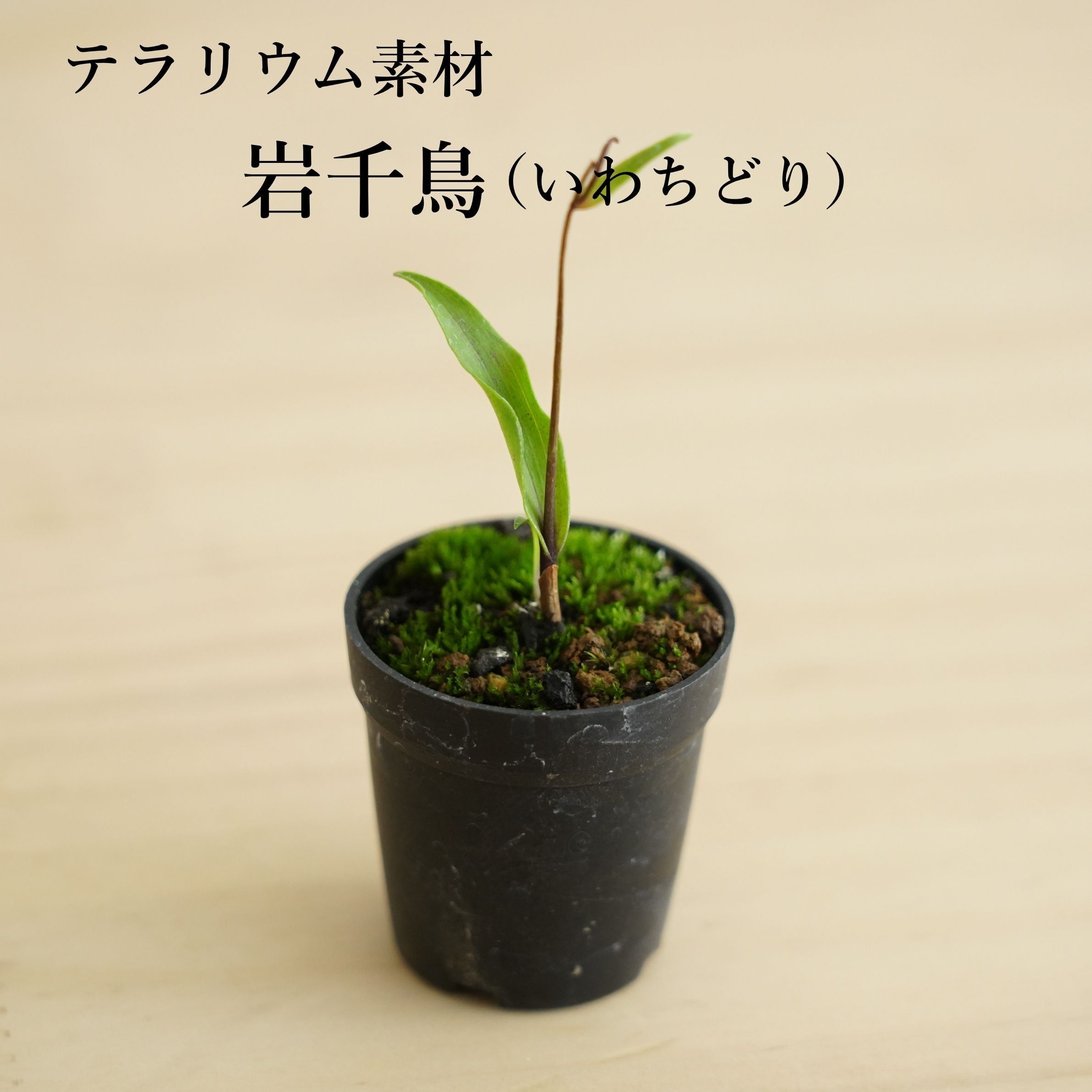 山野草 | 苔テラリウム専門ショップ道草