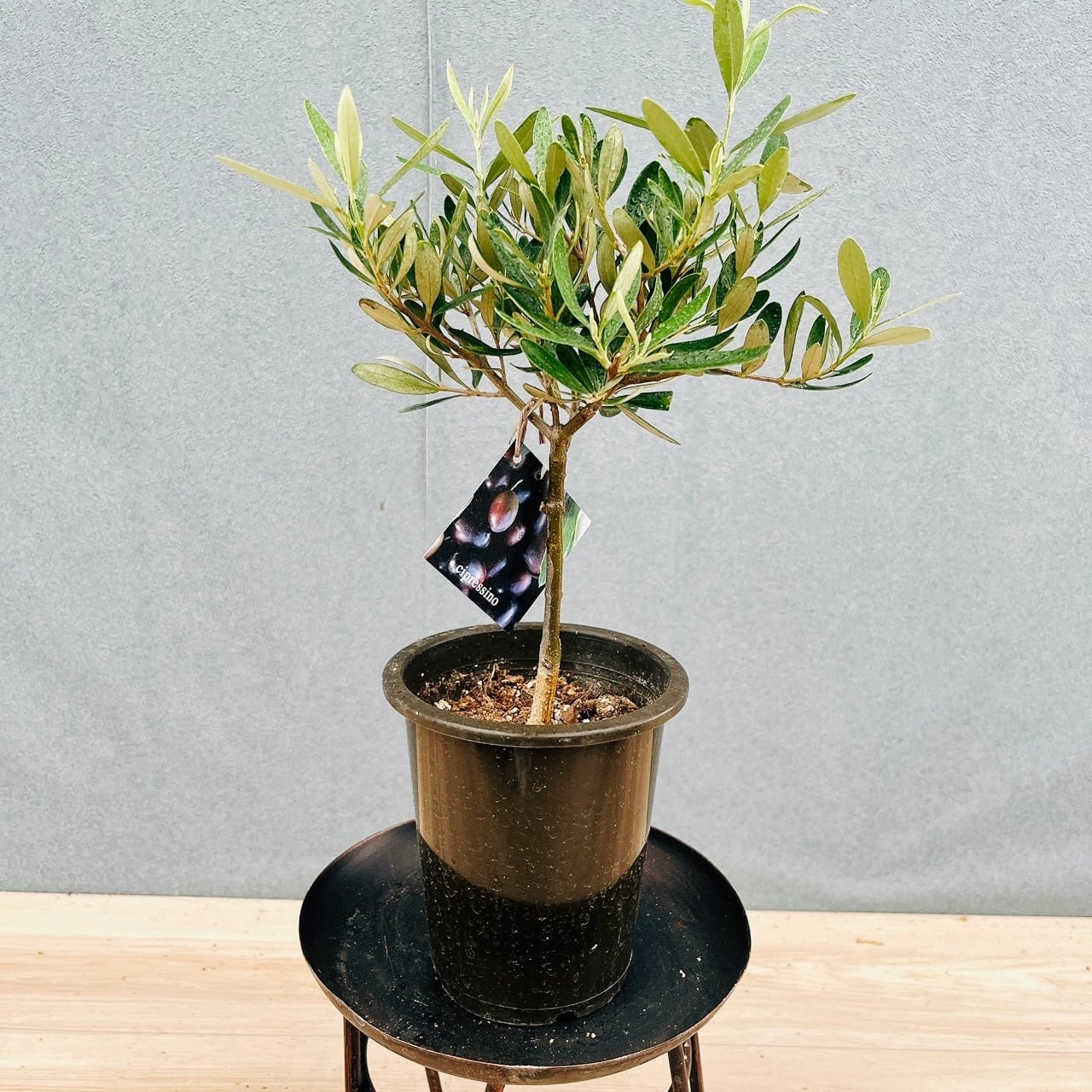 現品］【希少】84番 ユッカ ロストラータ ランチョンブルー 8号 観葉