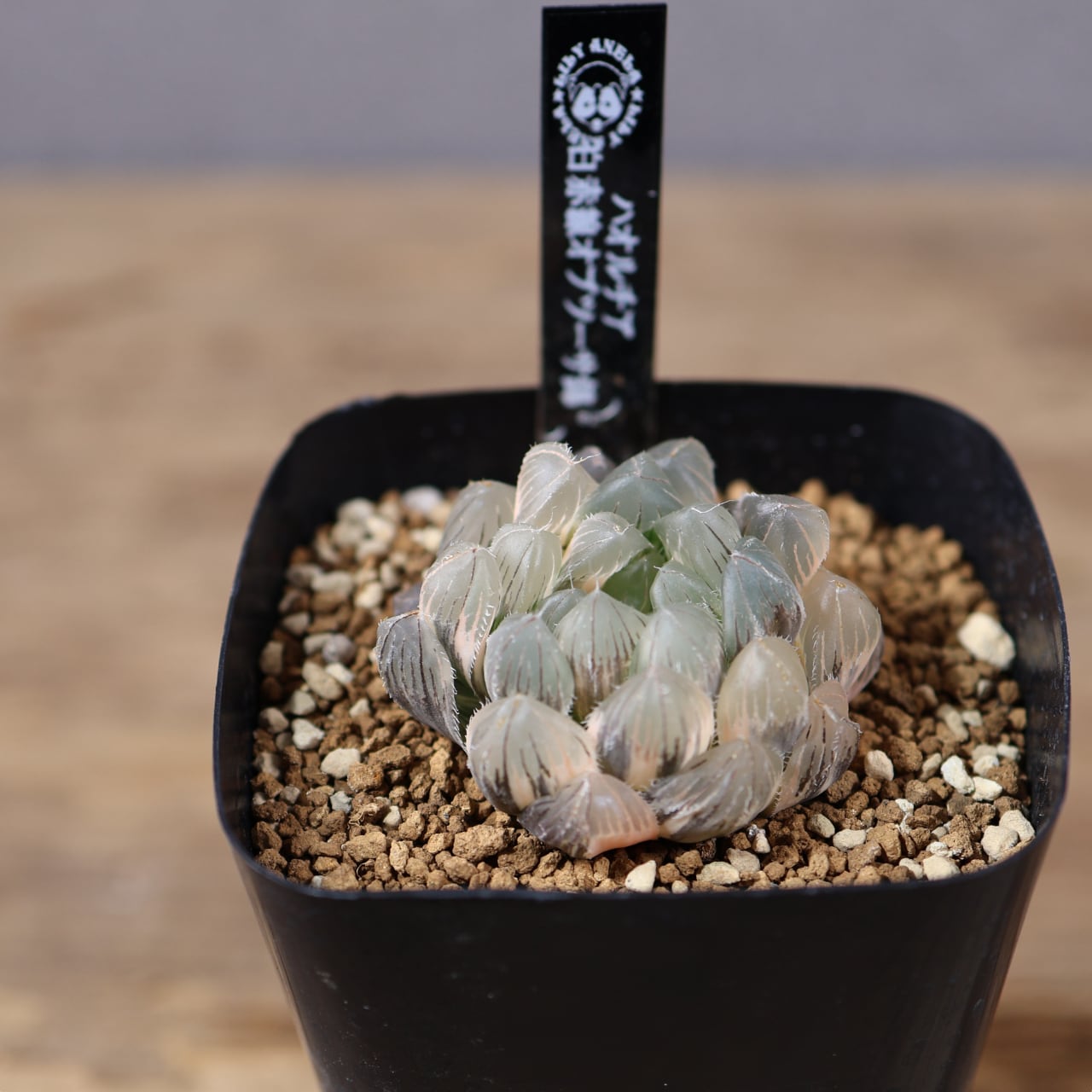 719『ハオルチア 大紫水晶オブツーサ錦』観葉植物【送料無料】 | MARX