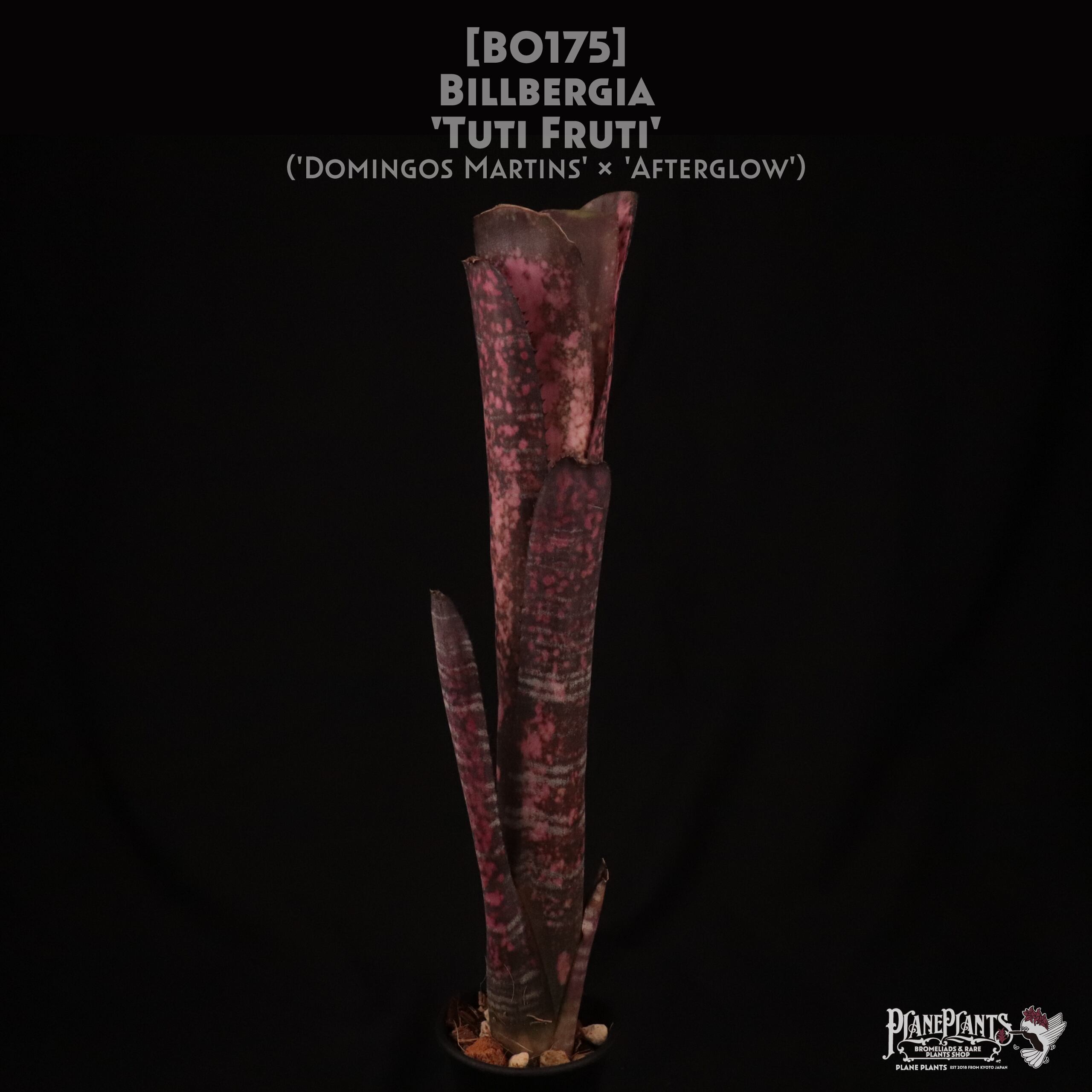 【送料無料】Billbergia 'Tuti Fruti'〔ビルベルギア〕現品発送B0175