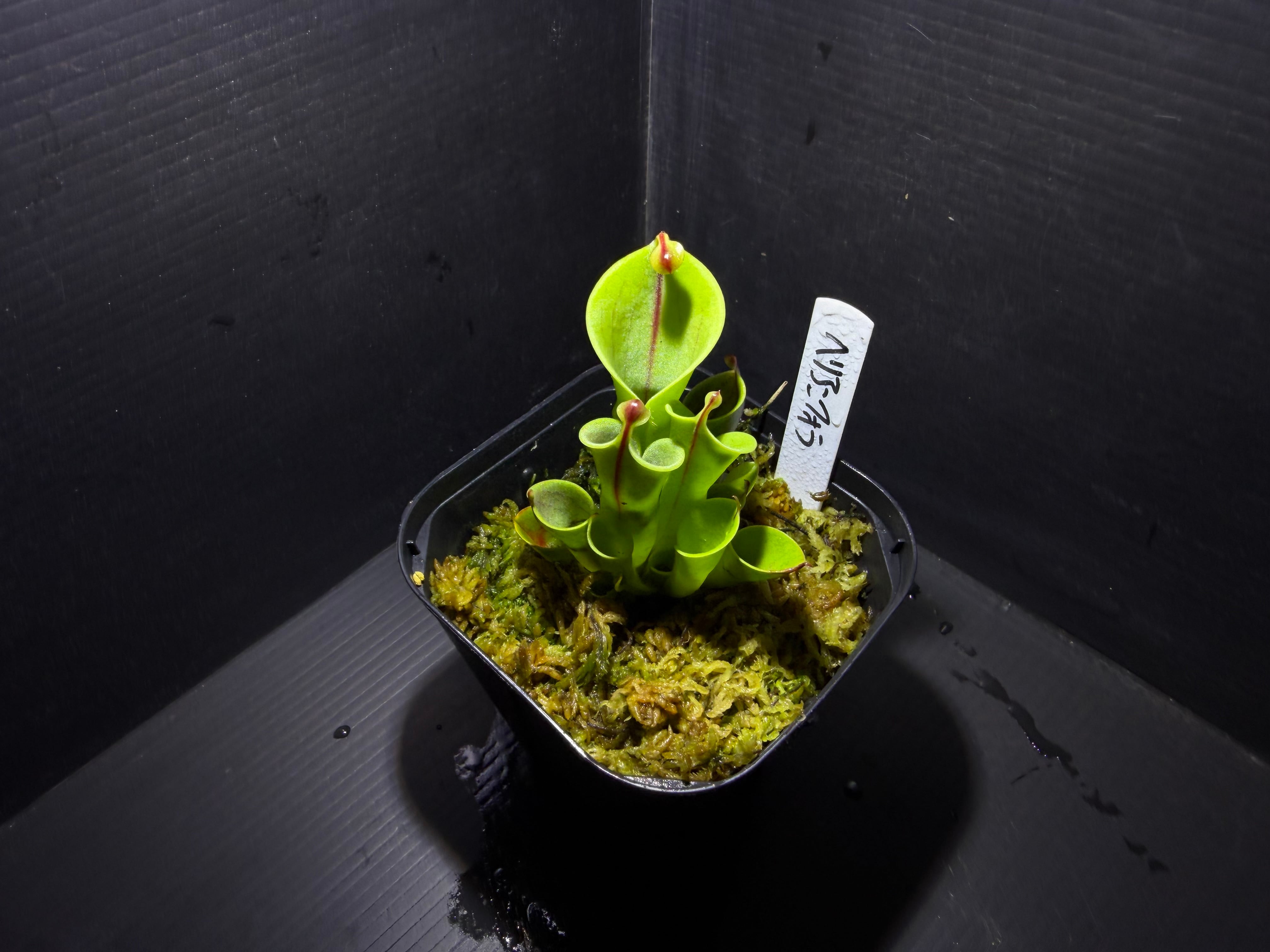 Biokimia(バイオキミア) ミズゴケ 5A ニュージーランド産 500g | AquaFocus