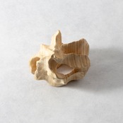 CONIFER