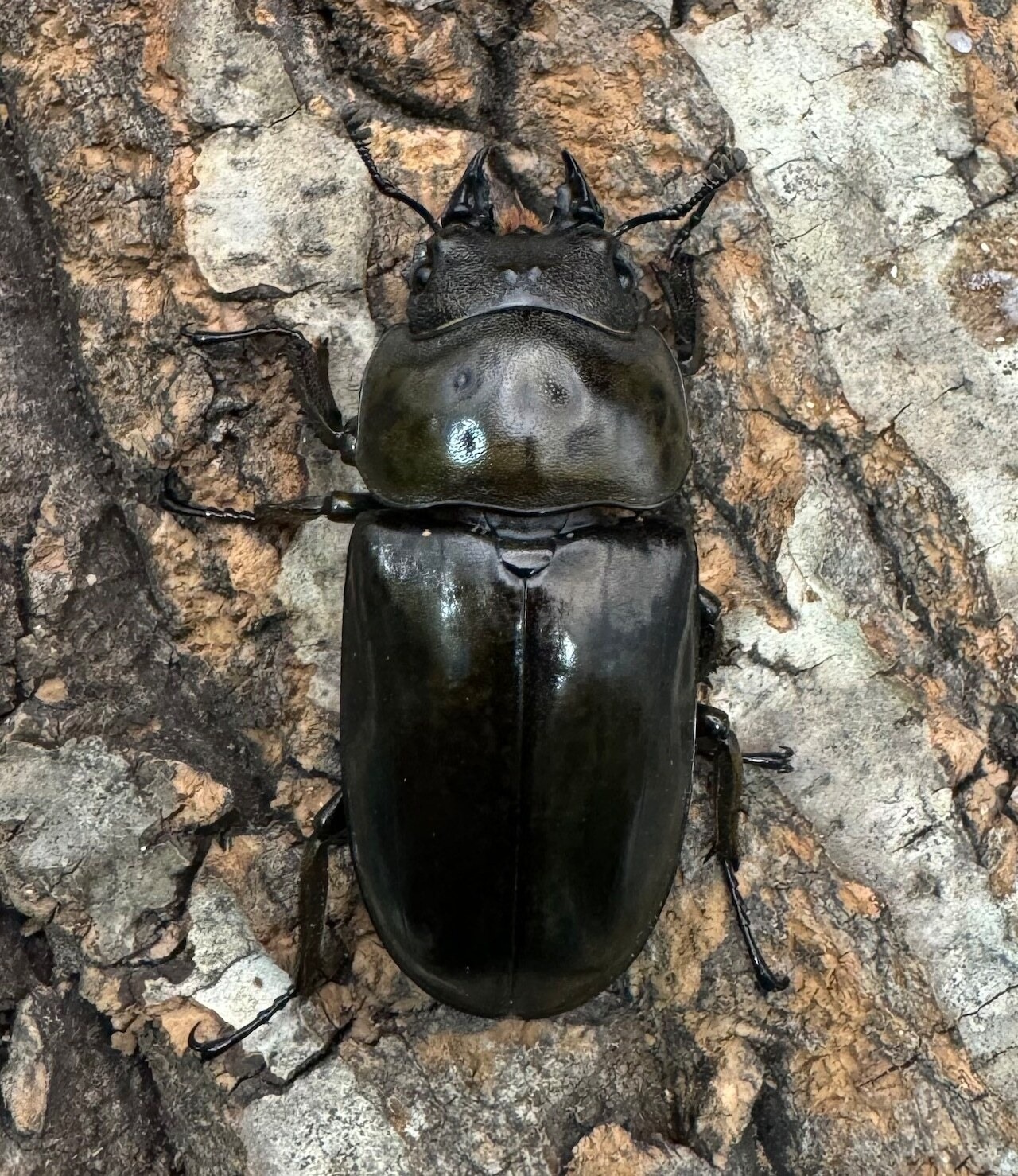 【F0】《ローゼンベルグオウゴンオニ 70mm ペア》