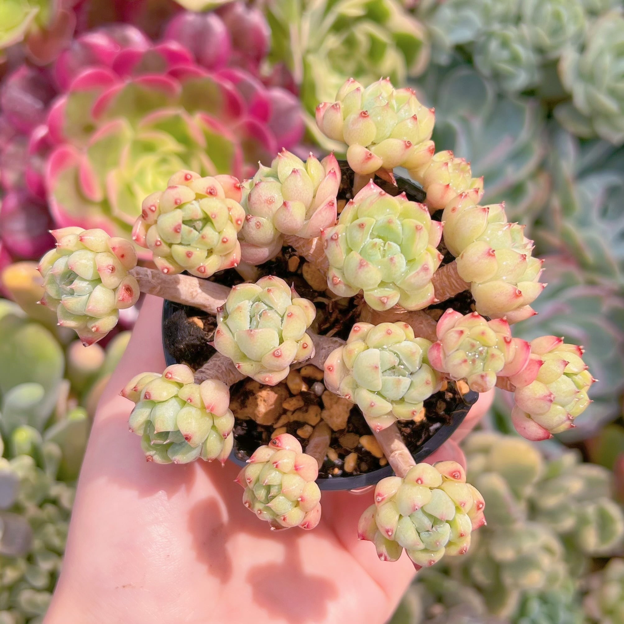 現品　マチカ#F214　るる農園