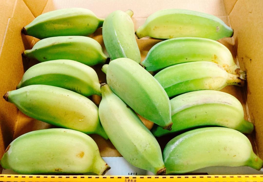 沖縄本島北部産！お得な国産　絶品ナムワバナナとアイスクリームバナナ