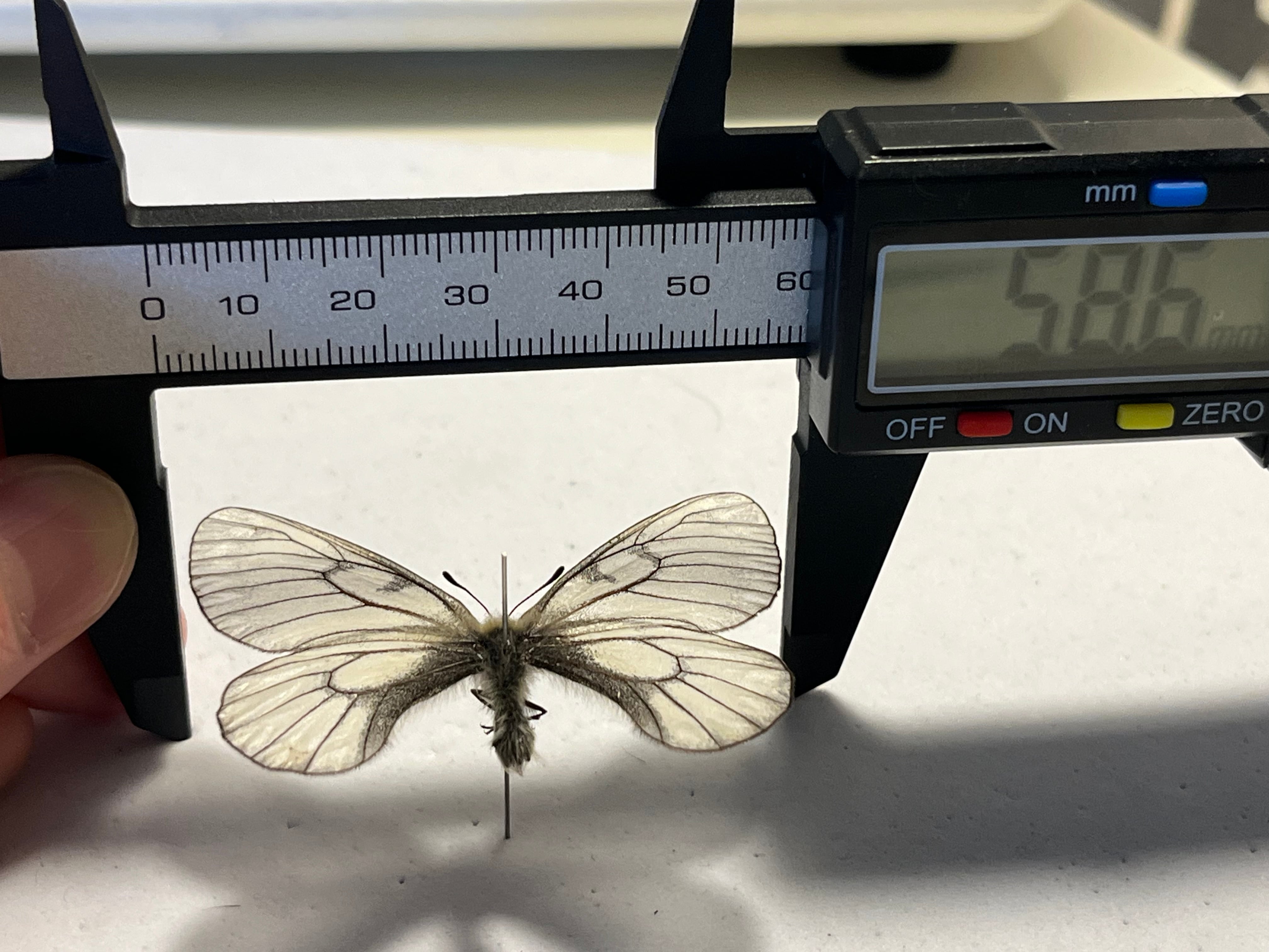 ウスバシロチョウ 標本 薄羽白蝶、Parnassius citrinariusダイスアゲハ