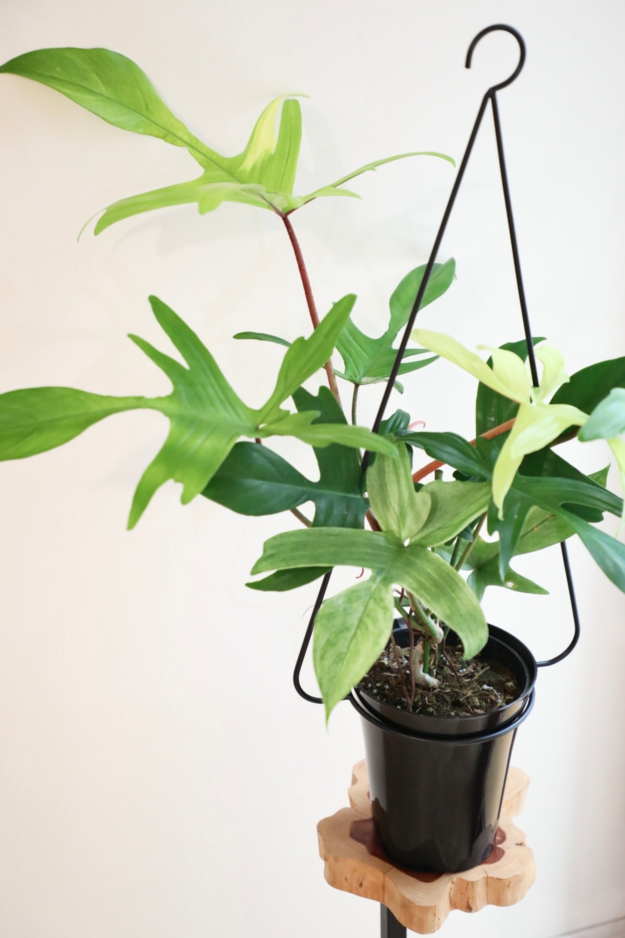 【M】フィロデンドロン フロリダゴーストミント/Philodendron ※ハンギングリング付き