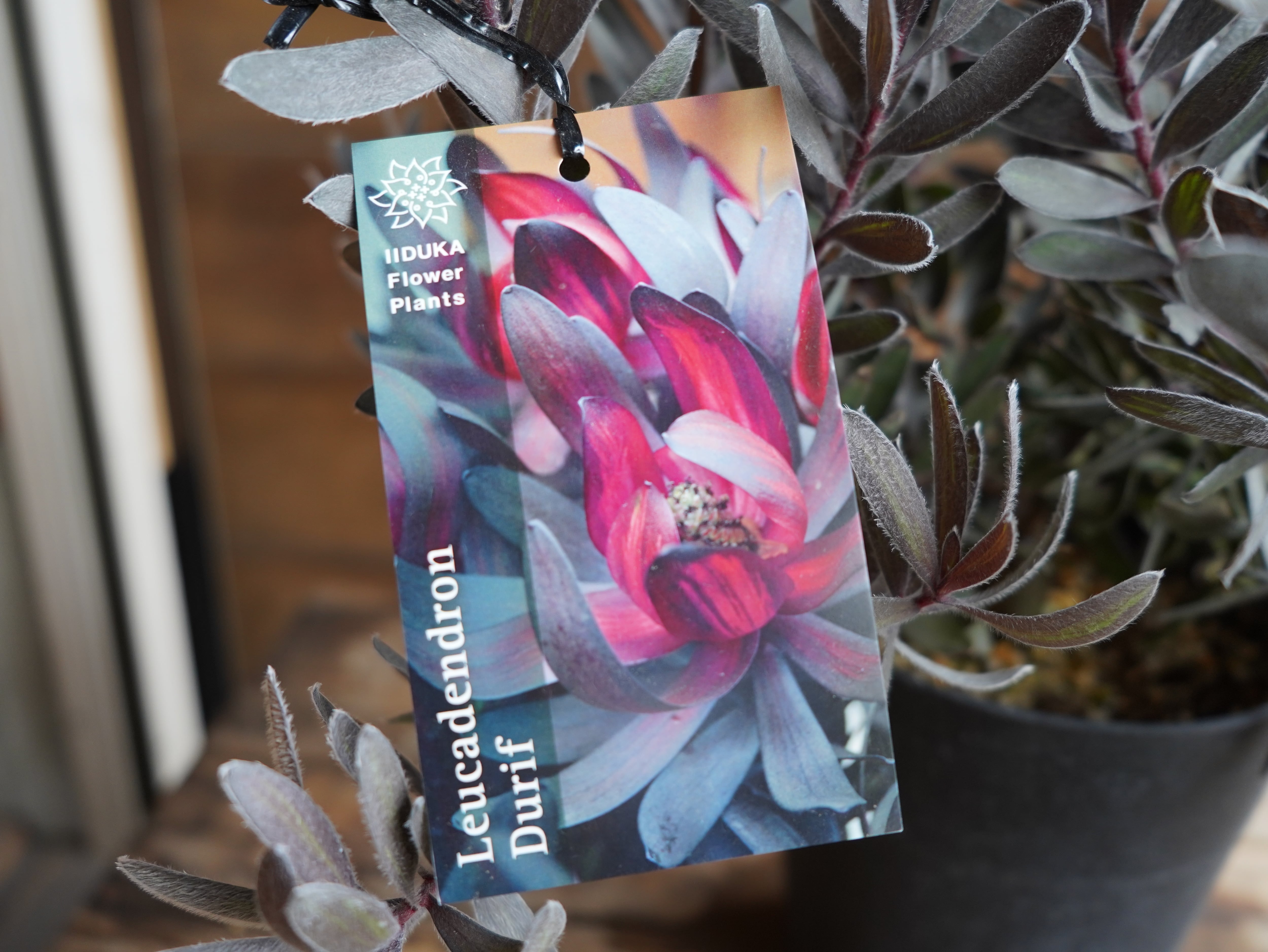 【現物】リューカデンドロン　”デュリフ”　C