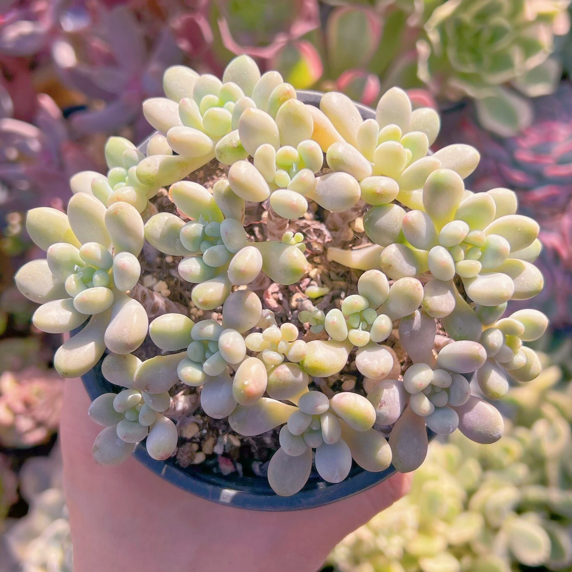 現品　キャビア#626　古株　るる農園