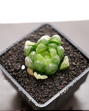 カット苗 ハオルチア オブツーサ ゴースト Haworthia obtusa 'Ghost'