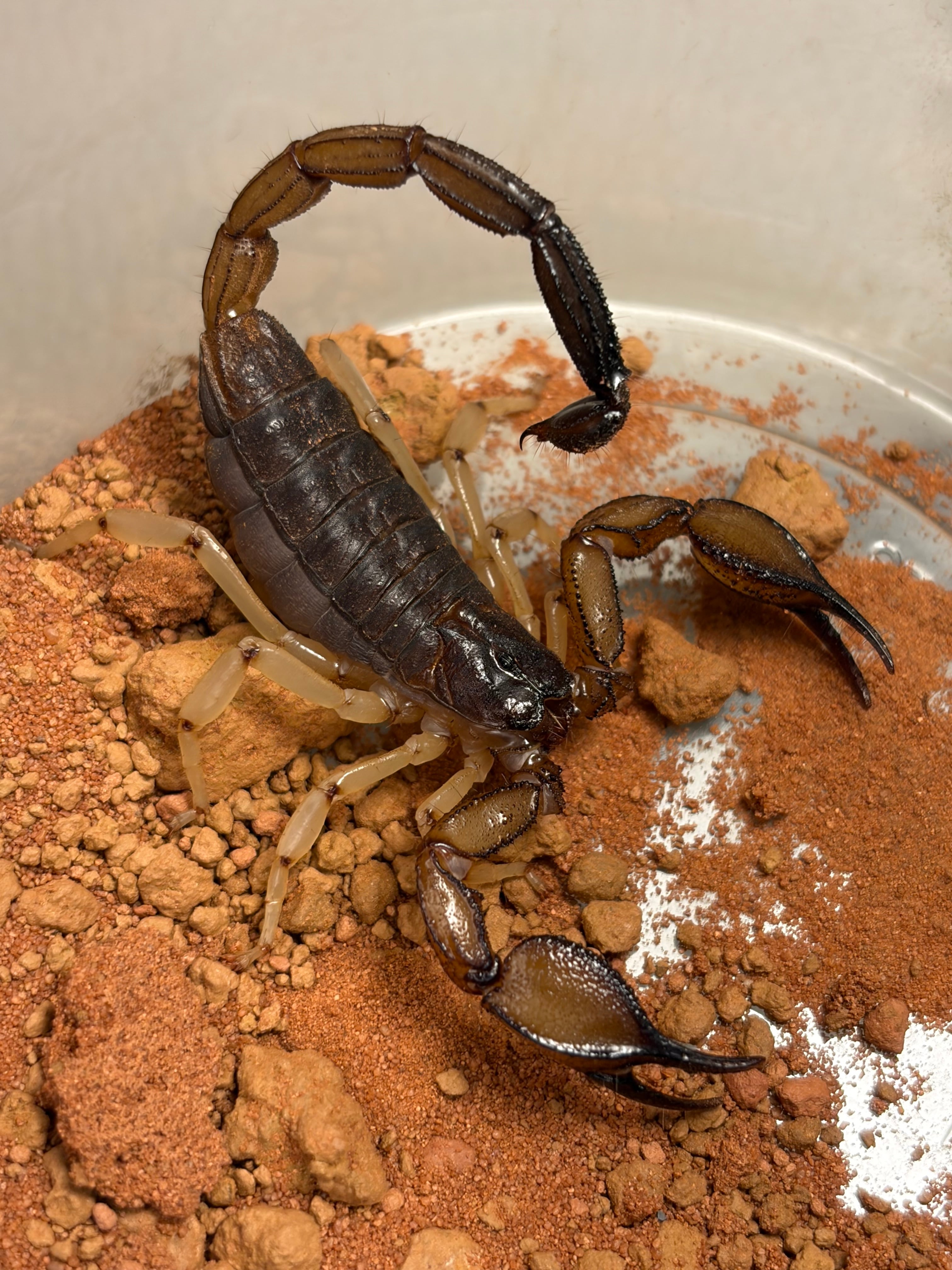 オモニキチュウ