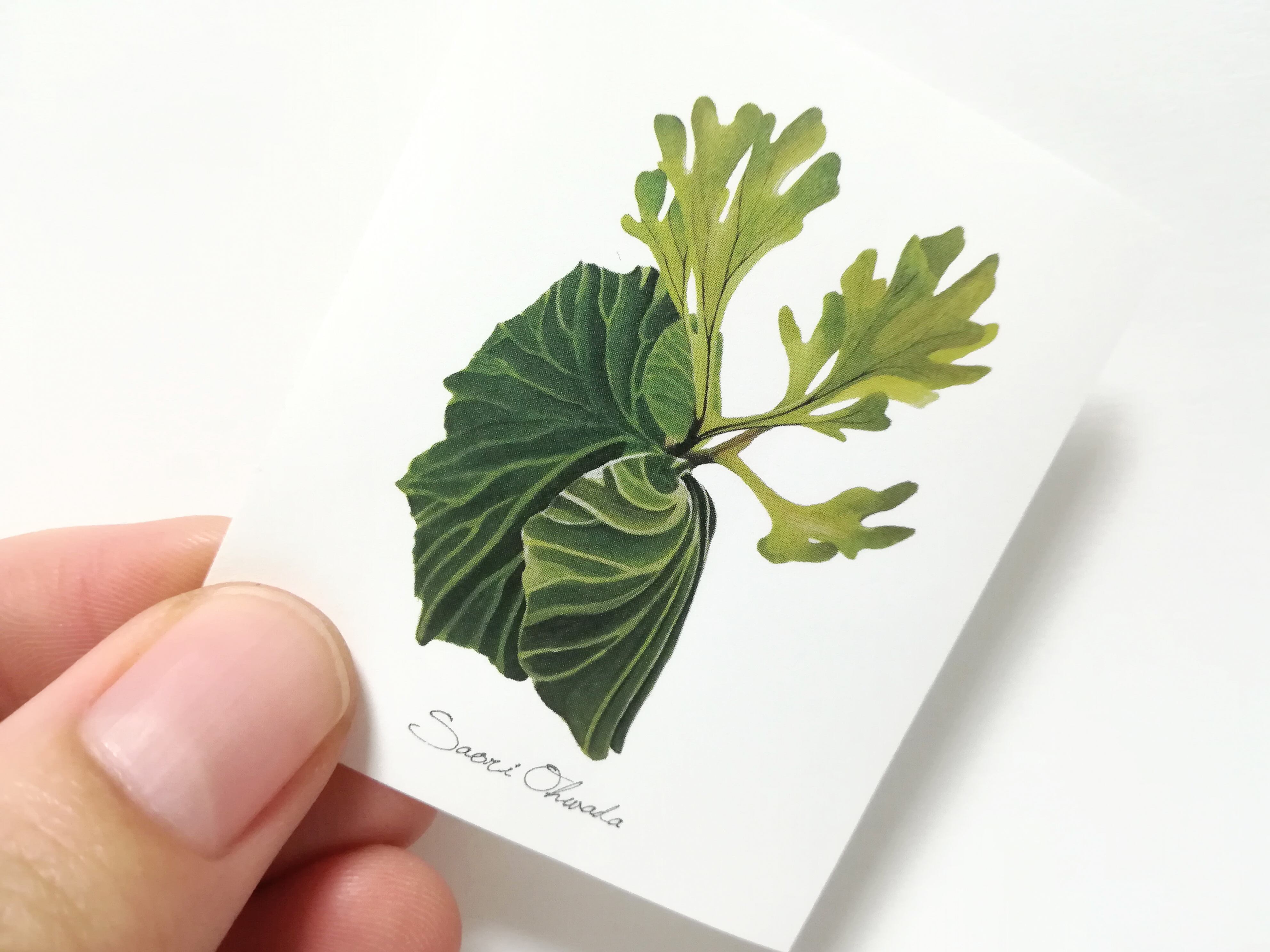 Platycerium Ridleyi ステッカー Saori Ohwada Online Shop
