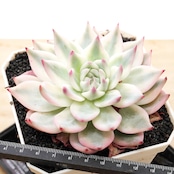 【PREMIUM】 抜き苗 チワワエンシス錦 白覆輪 大株 Echeveria chihuahuaensis 'Slight Variegated'