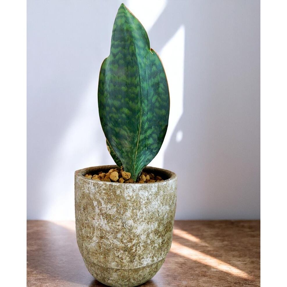 サンセベリア 観葉植物 サンスベリア マッソニアーナ